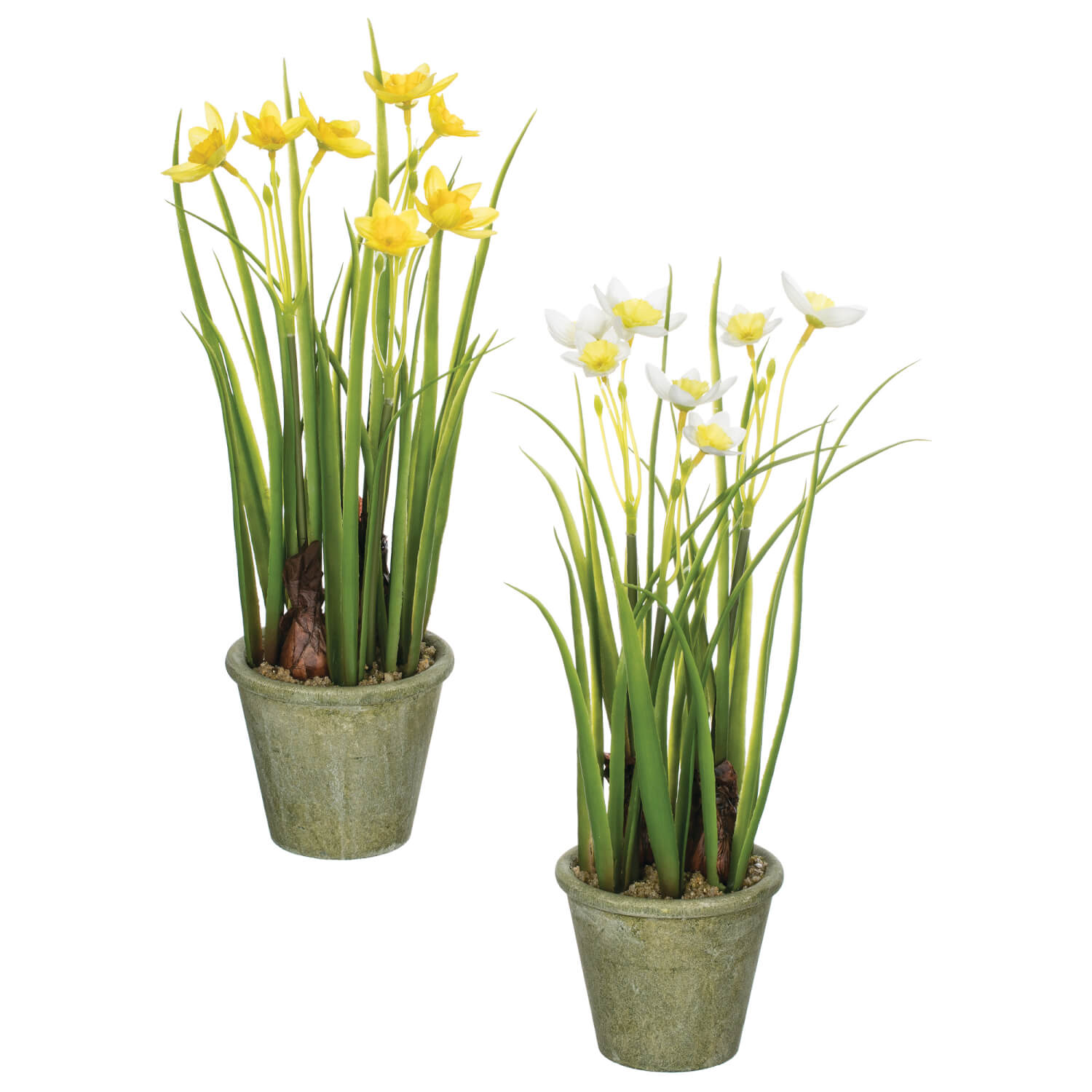 DAFFODILS PAPER POT