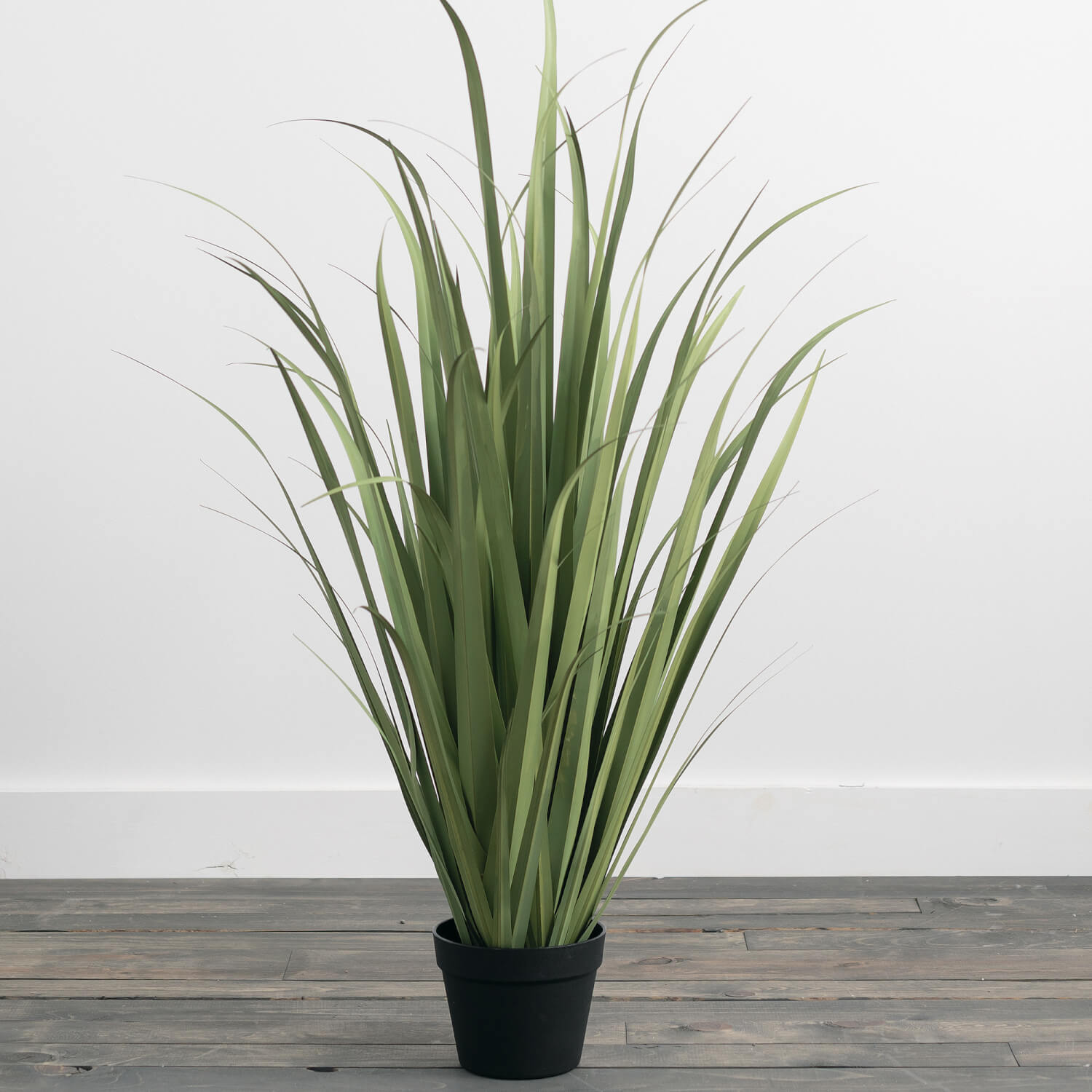 TALL POTTED ONION GRASS