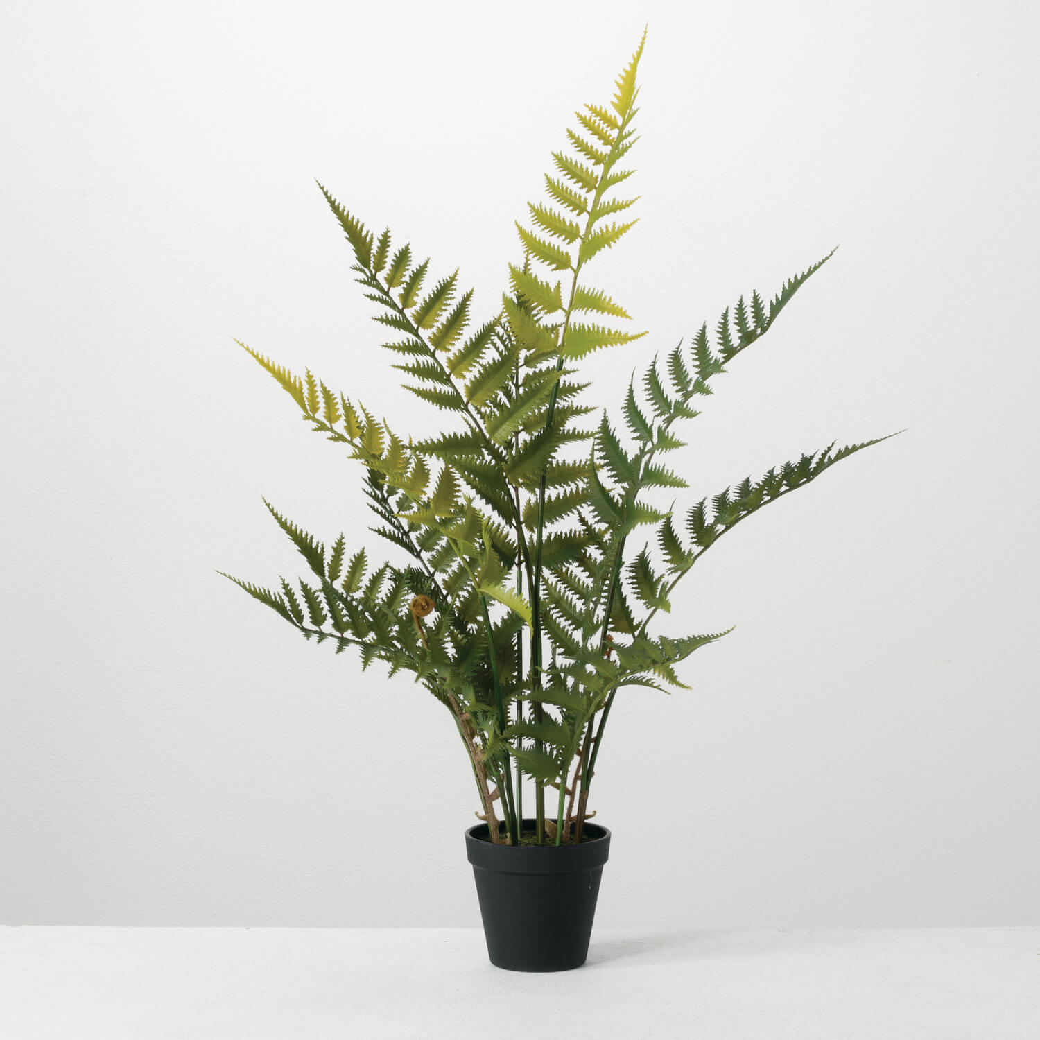 POTTED FERN PLANT