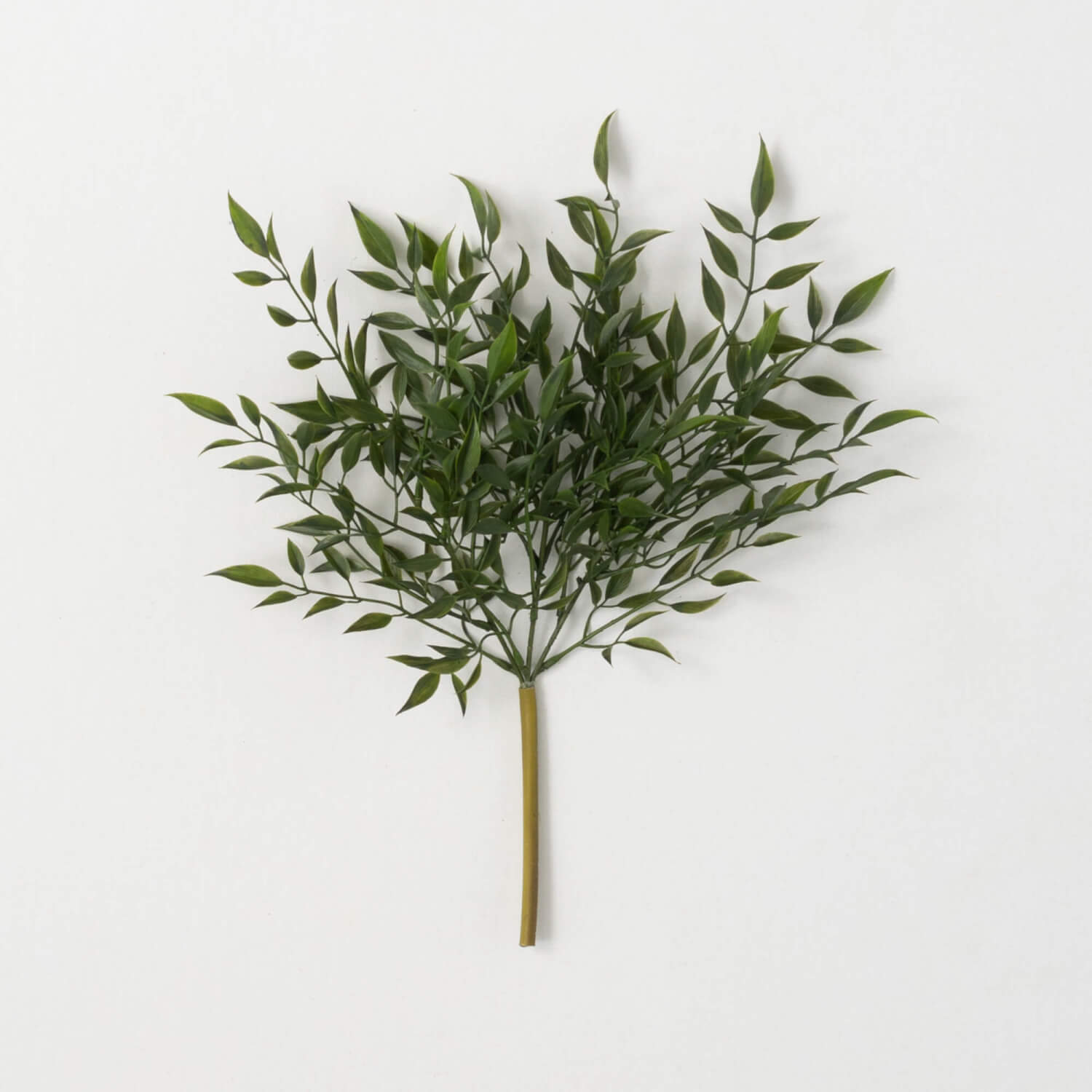 LEAFY GREEN RUSCUS BUSH