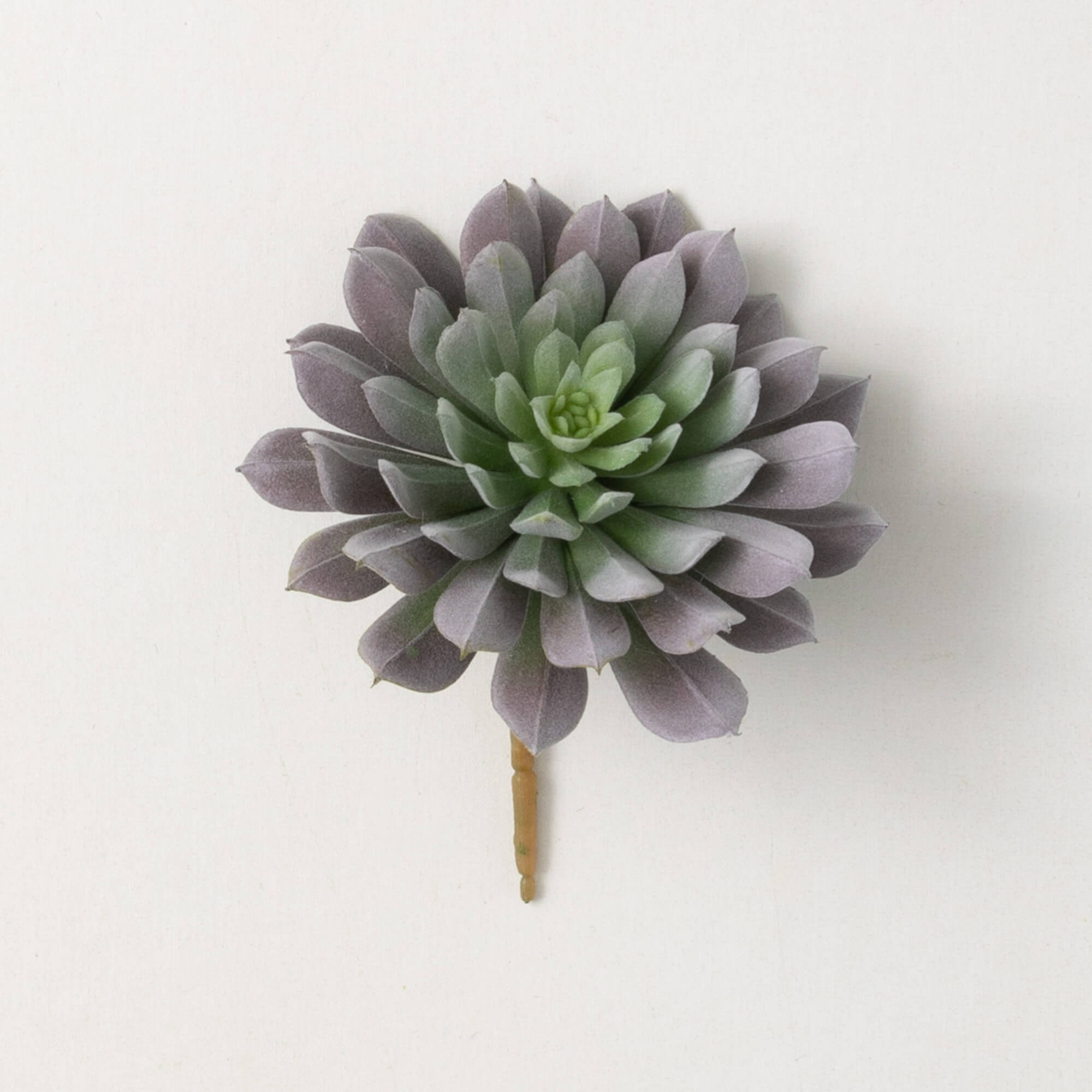 SPROUTING SEMPERVIVUM ROSETTE