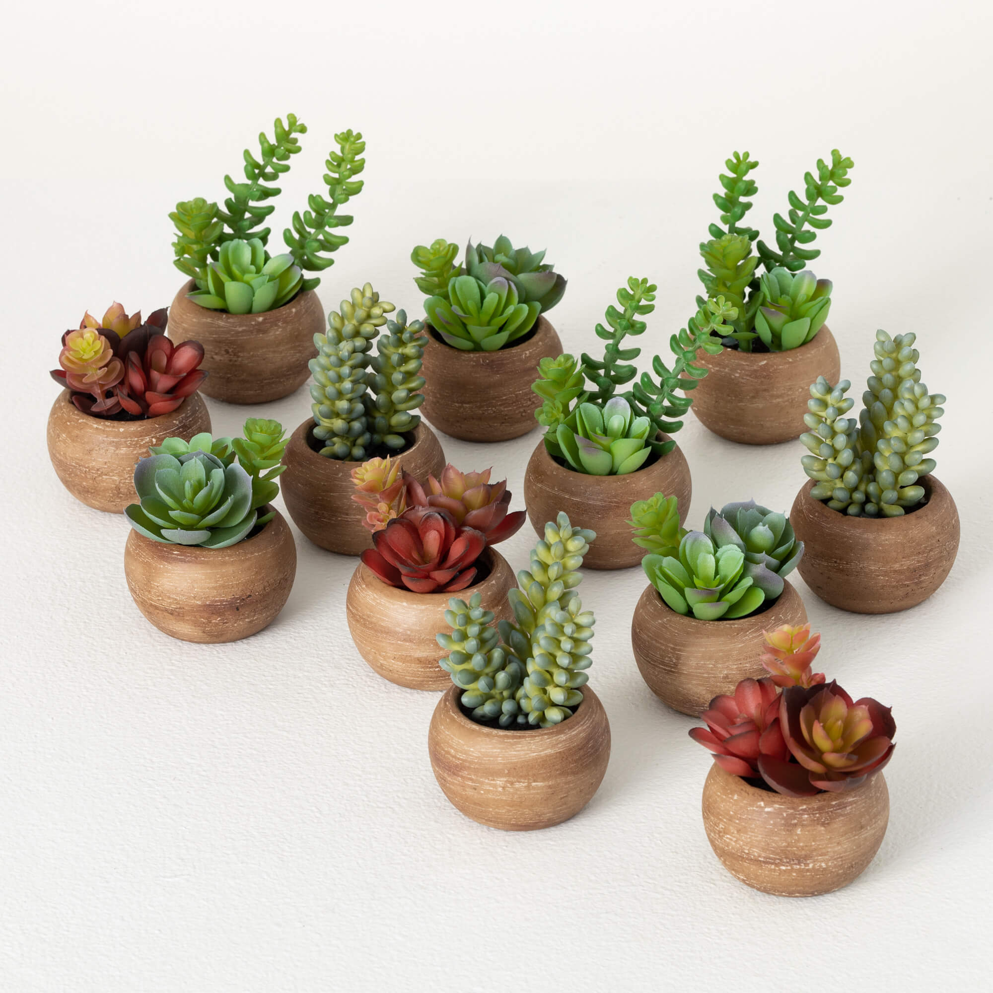 MINI POTTED SUCCULENT CRATE 12