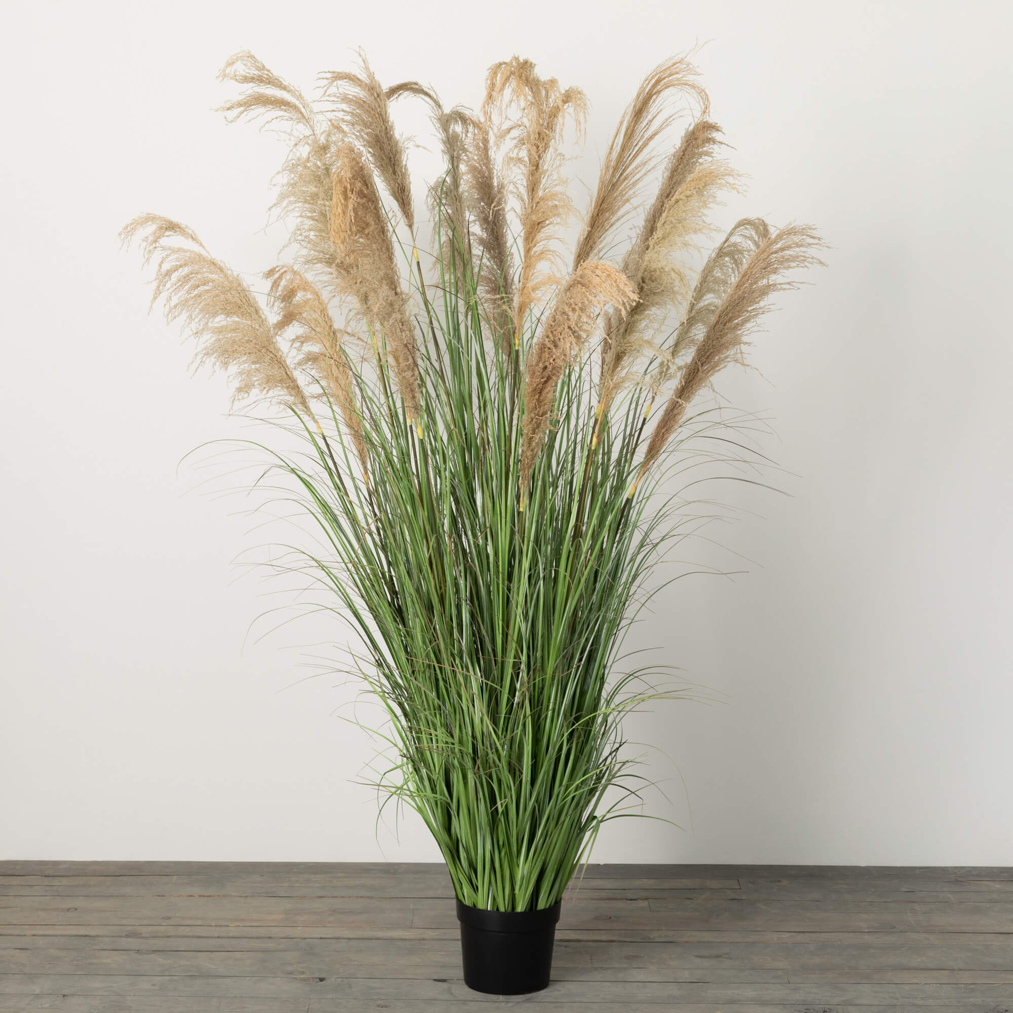 TOWERING POTTED PLUME GRASS