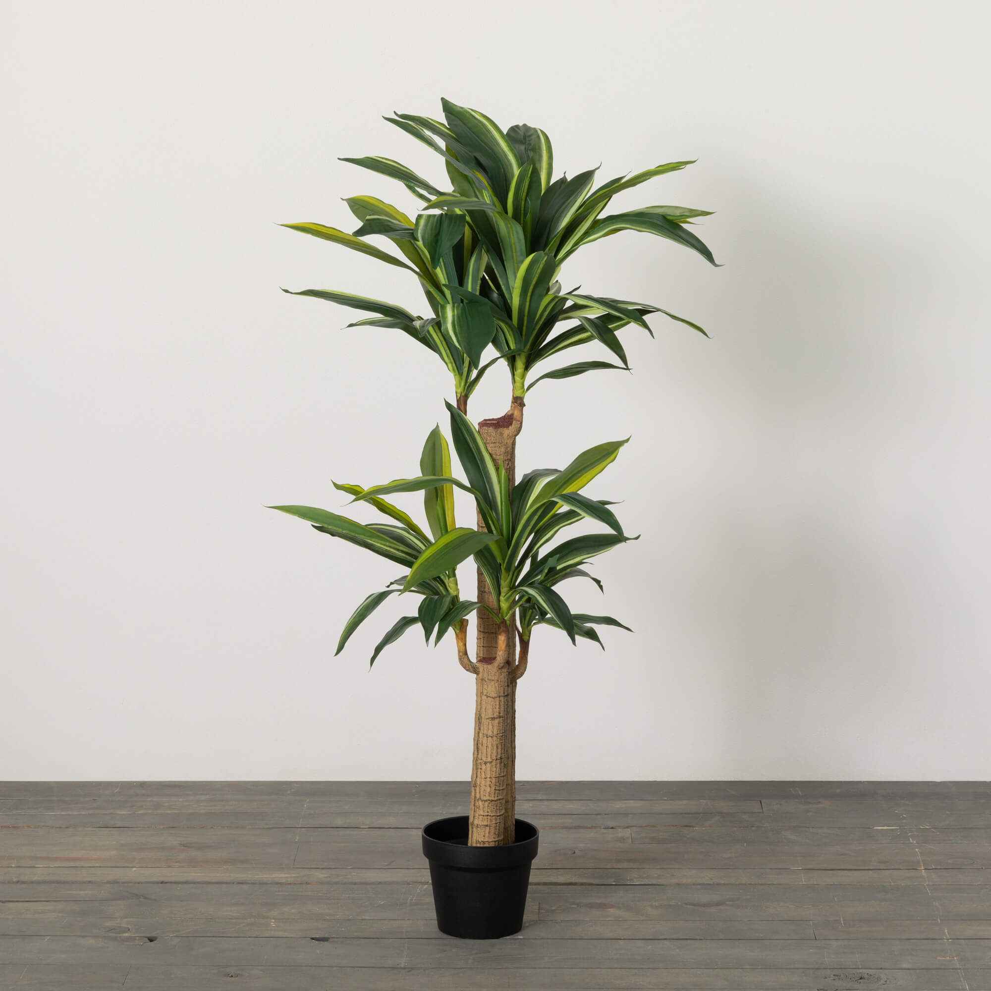 4' POTTED DRACAENA TREE