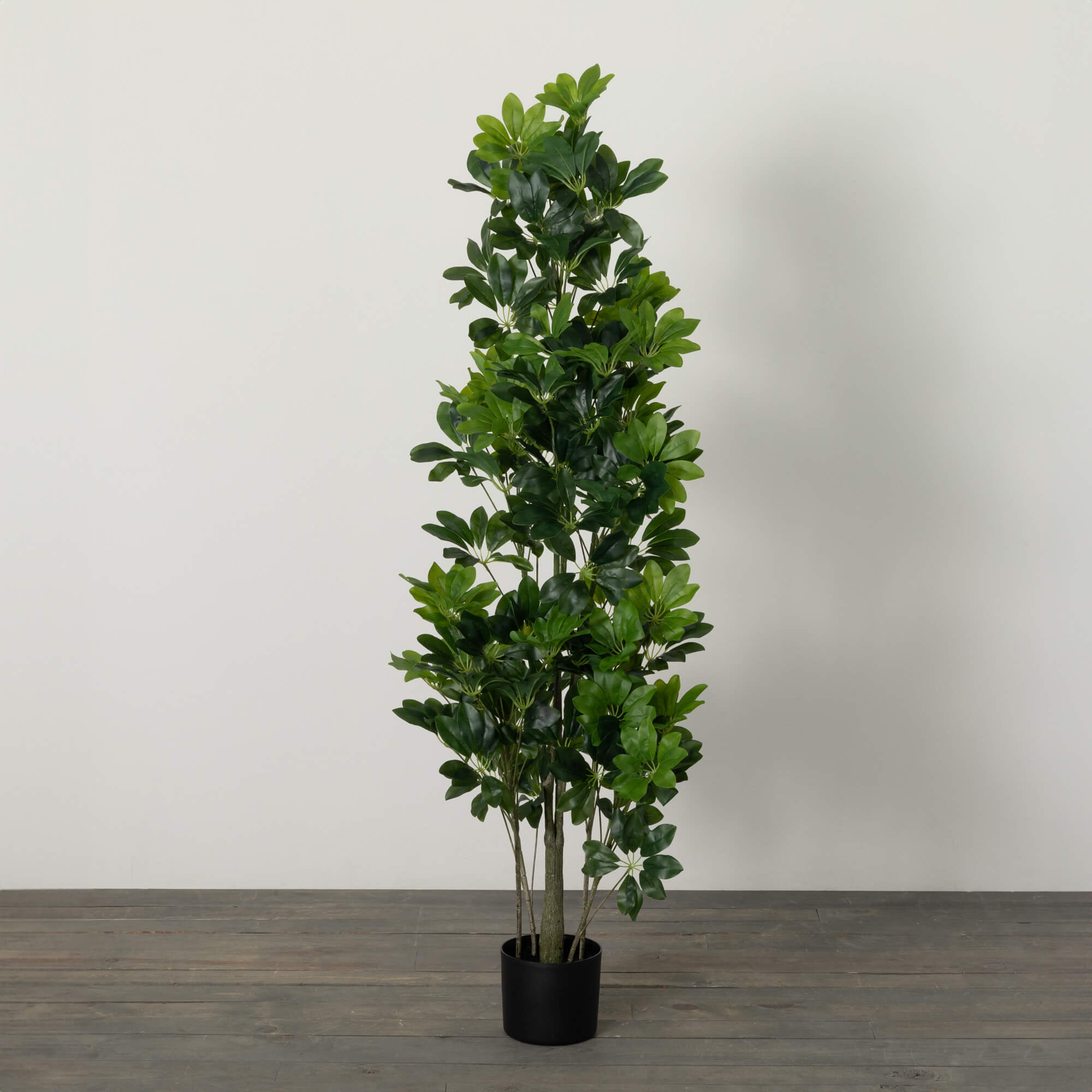 5' POTTED SCHEFFLERA TREE