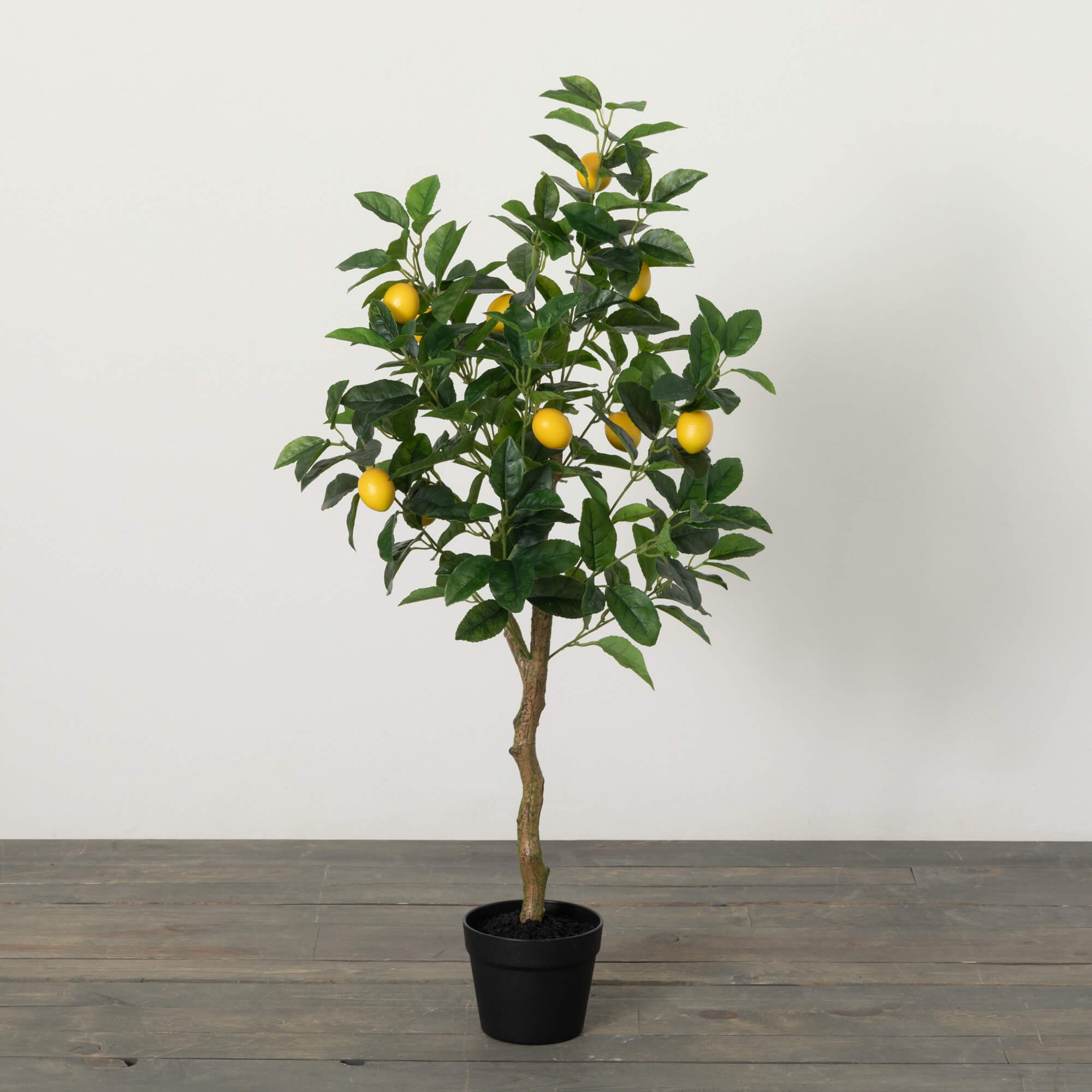 3.5' LEMON TREE