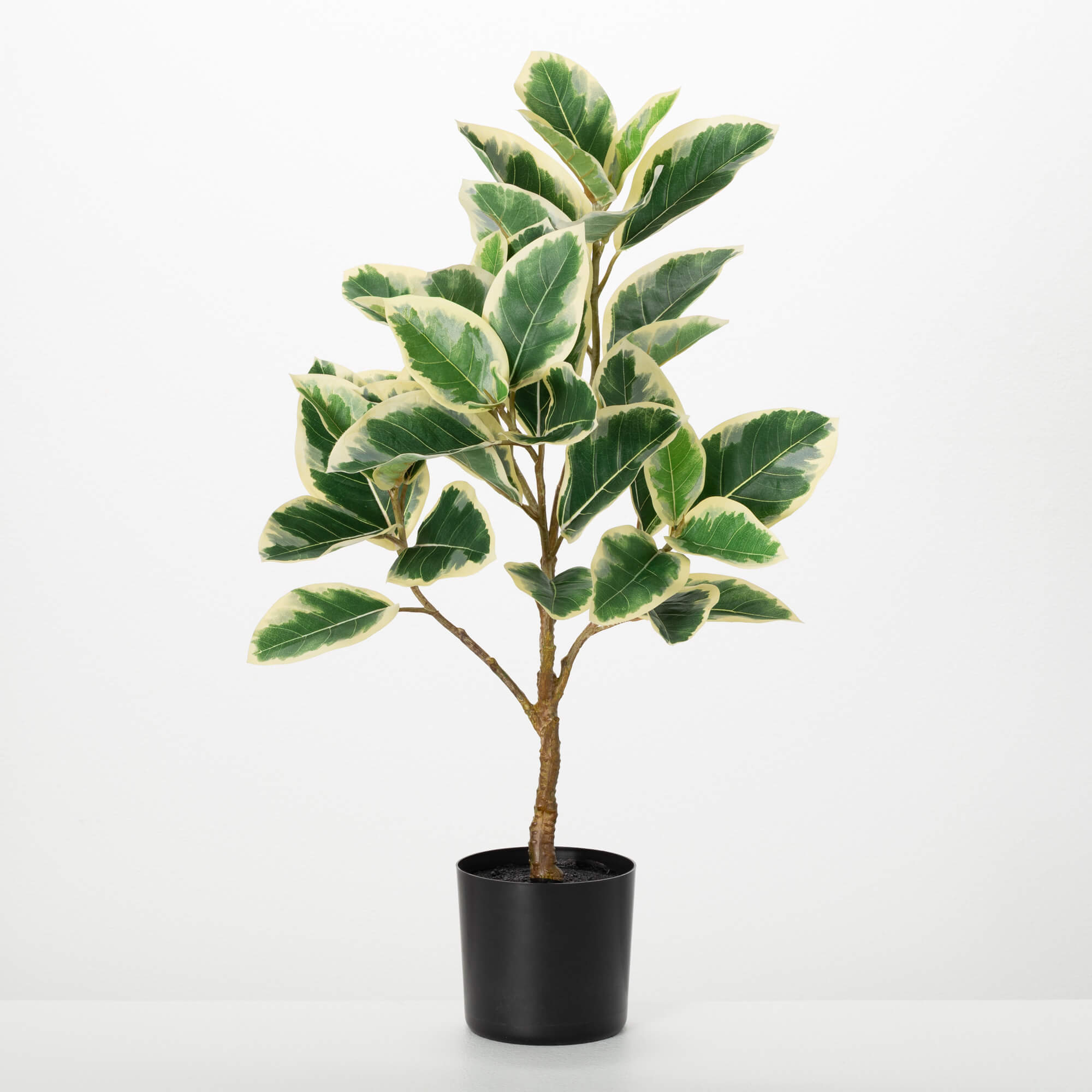 POTTED RUBBER TREE