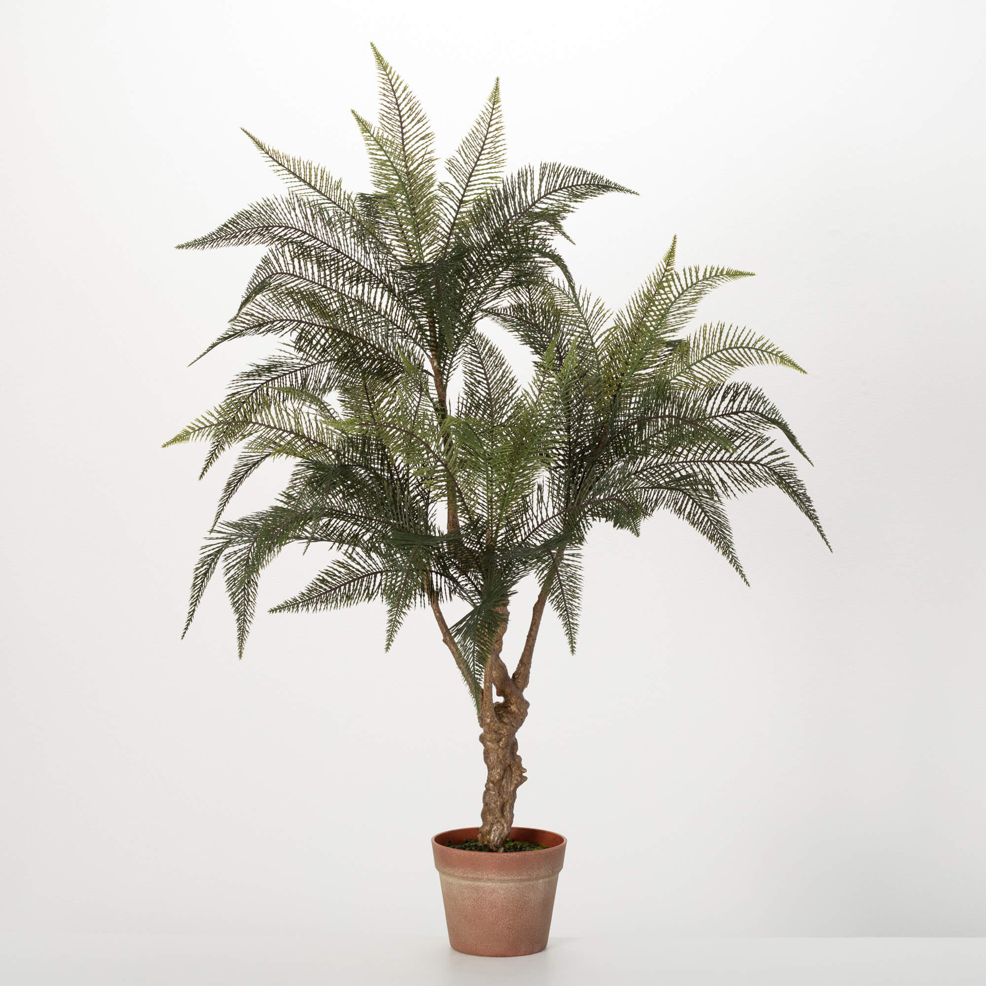 POTTED FERN TREE