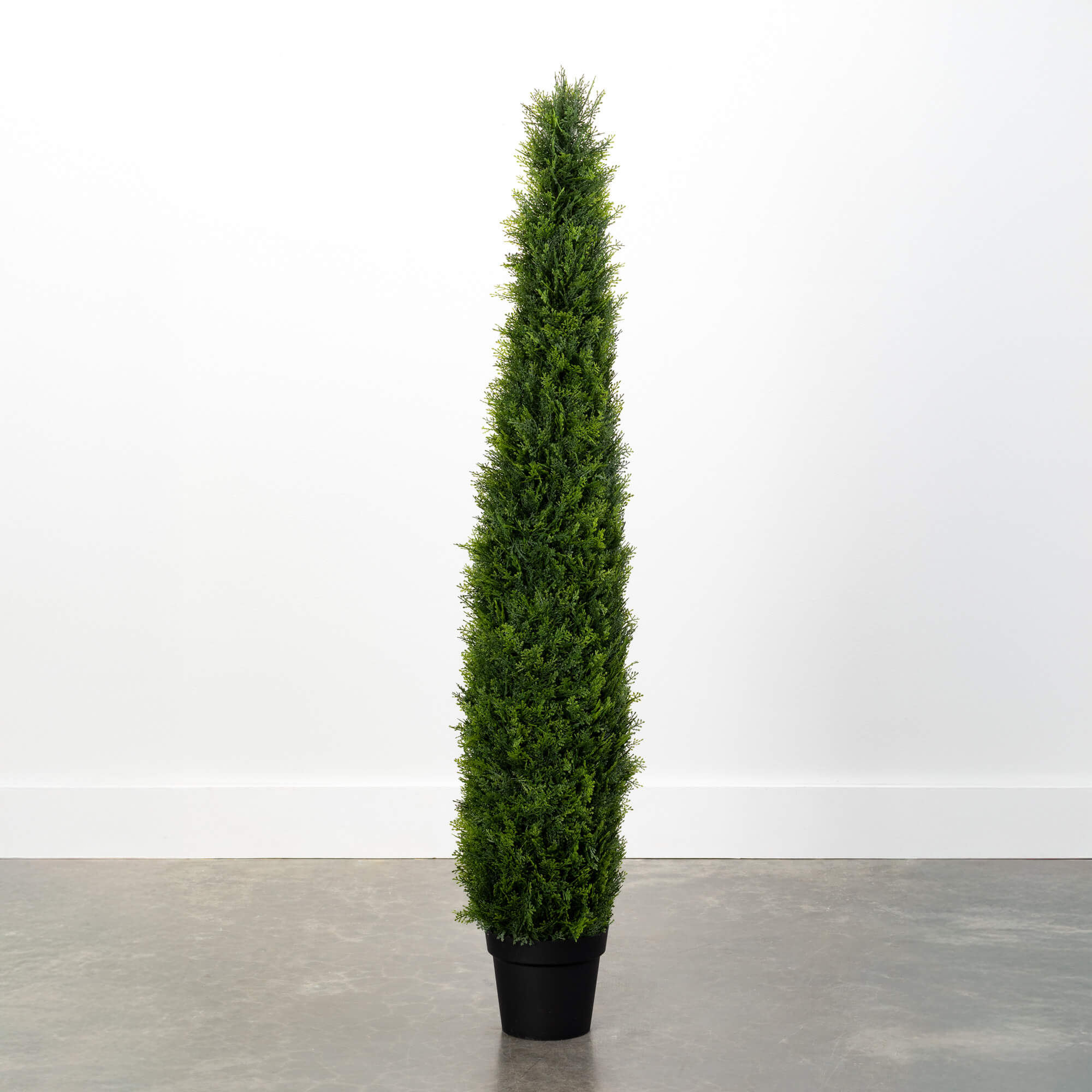 5' CYPRUS TREE