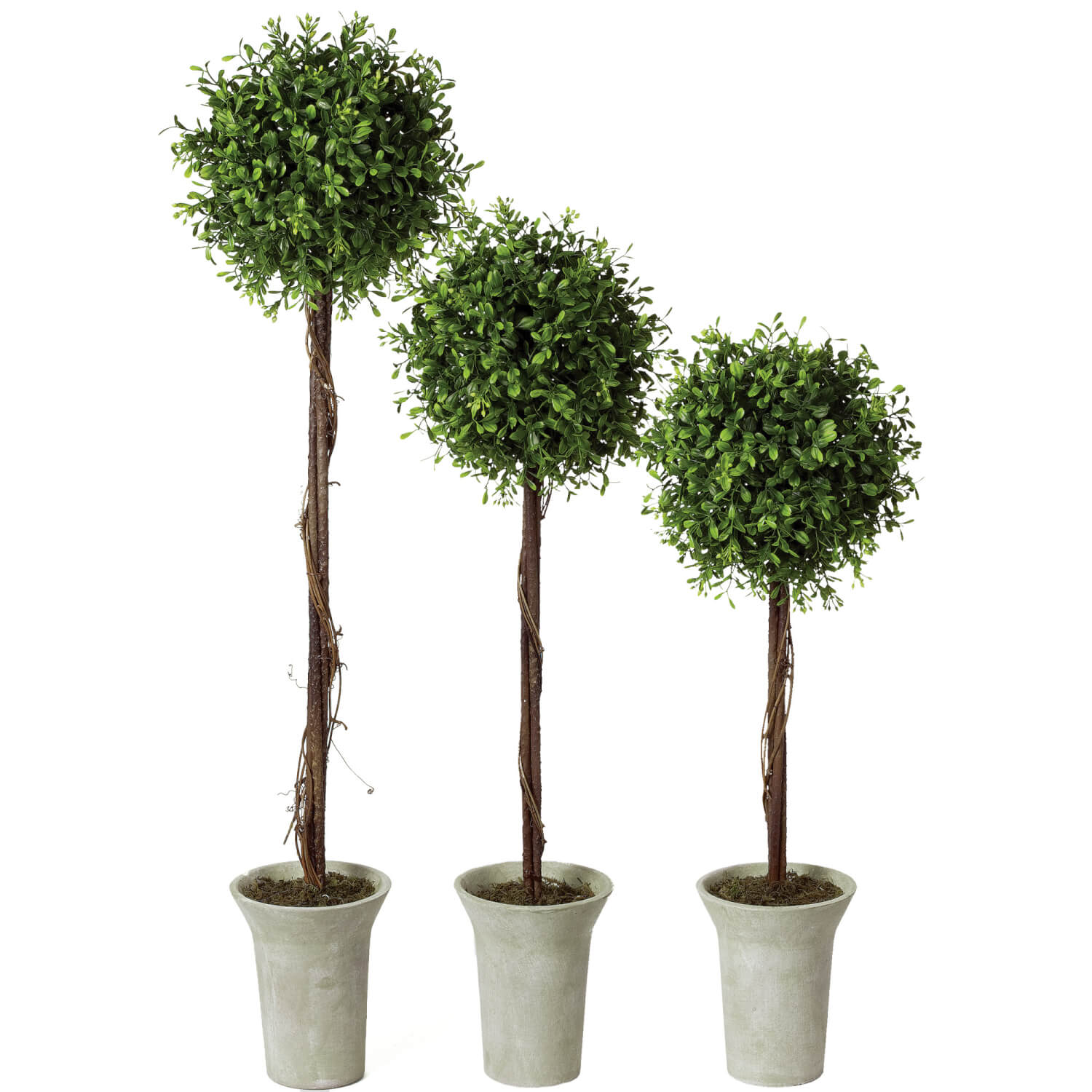 BOXWOOD TOPIARY TREE SET OF 3