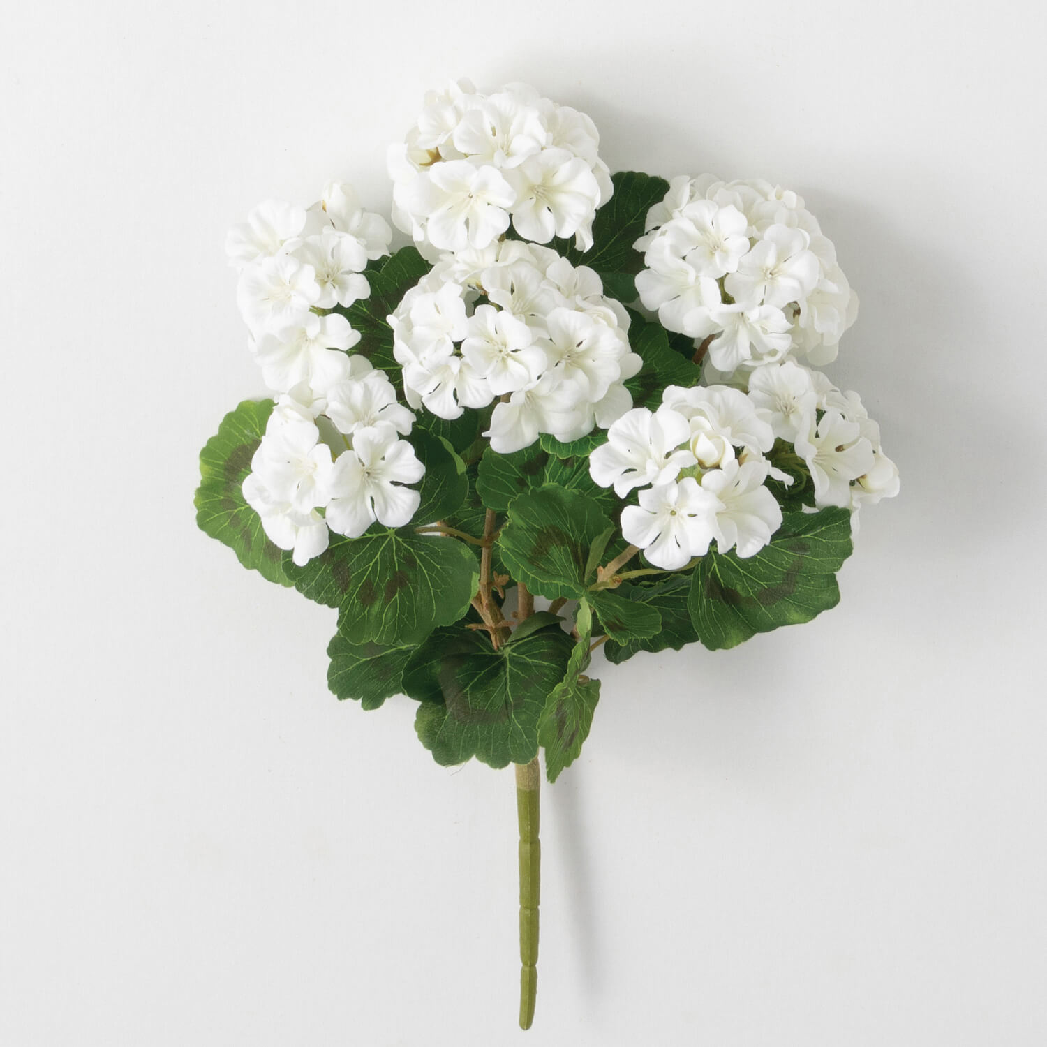 GERANIUM BUSH