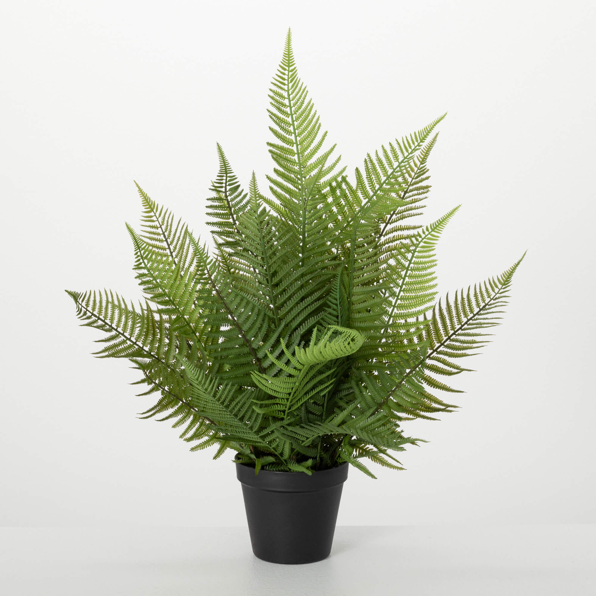 POTTED FERN