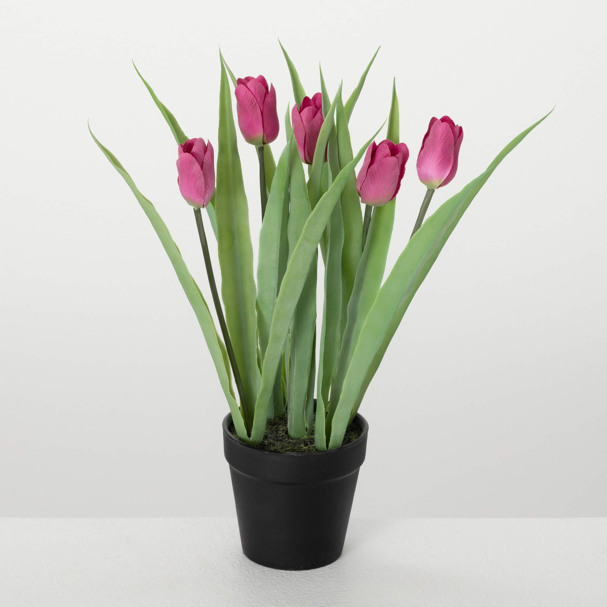 POTTED TULIP