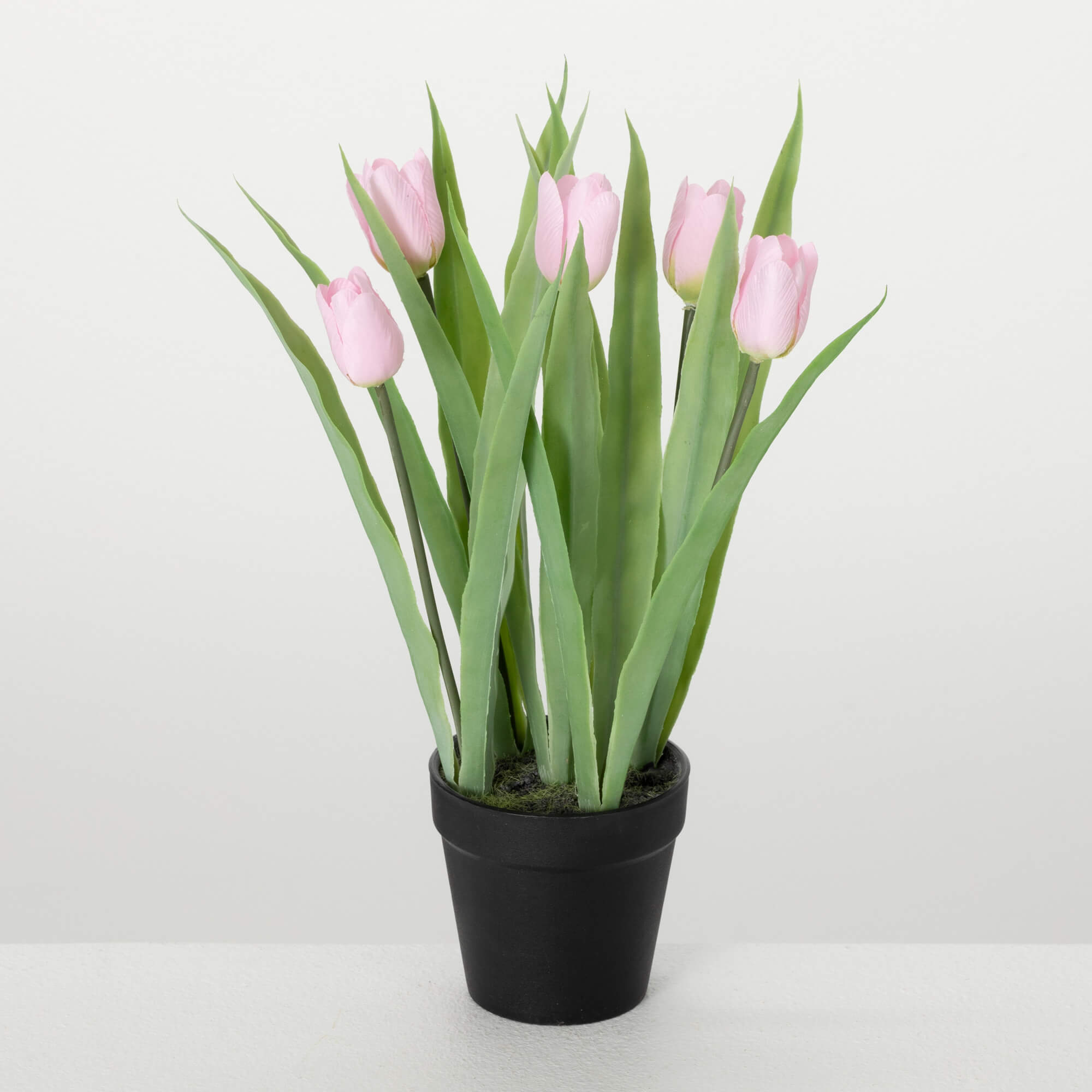 POTTED TULIP