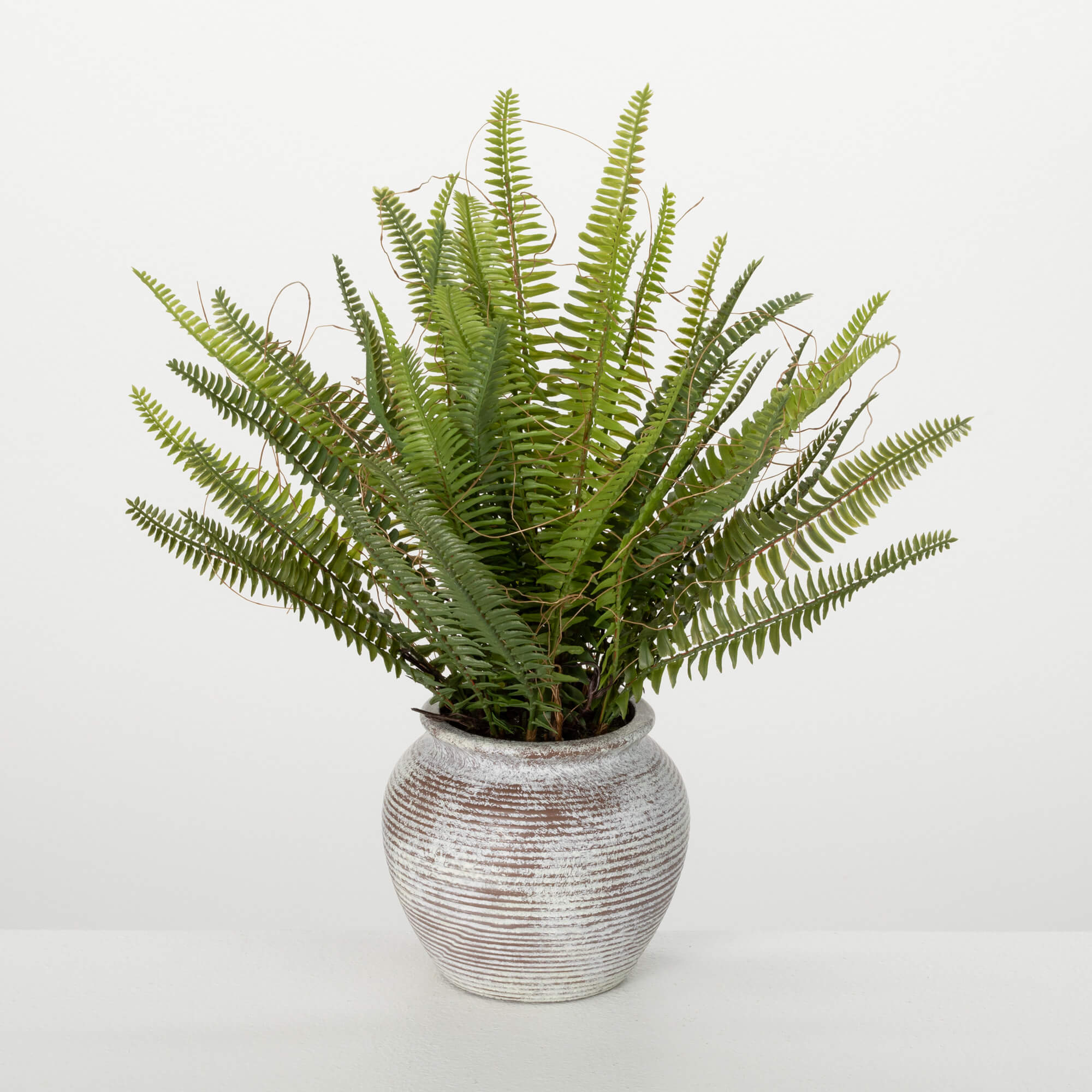 POTTED FERN