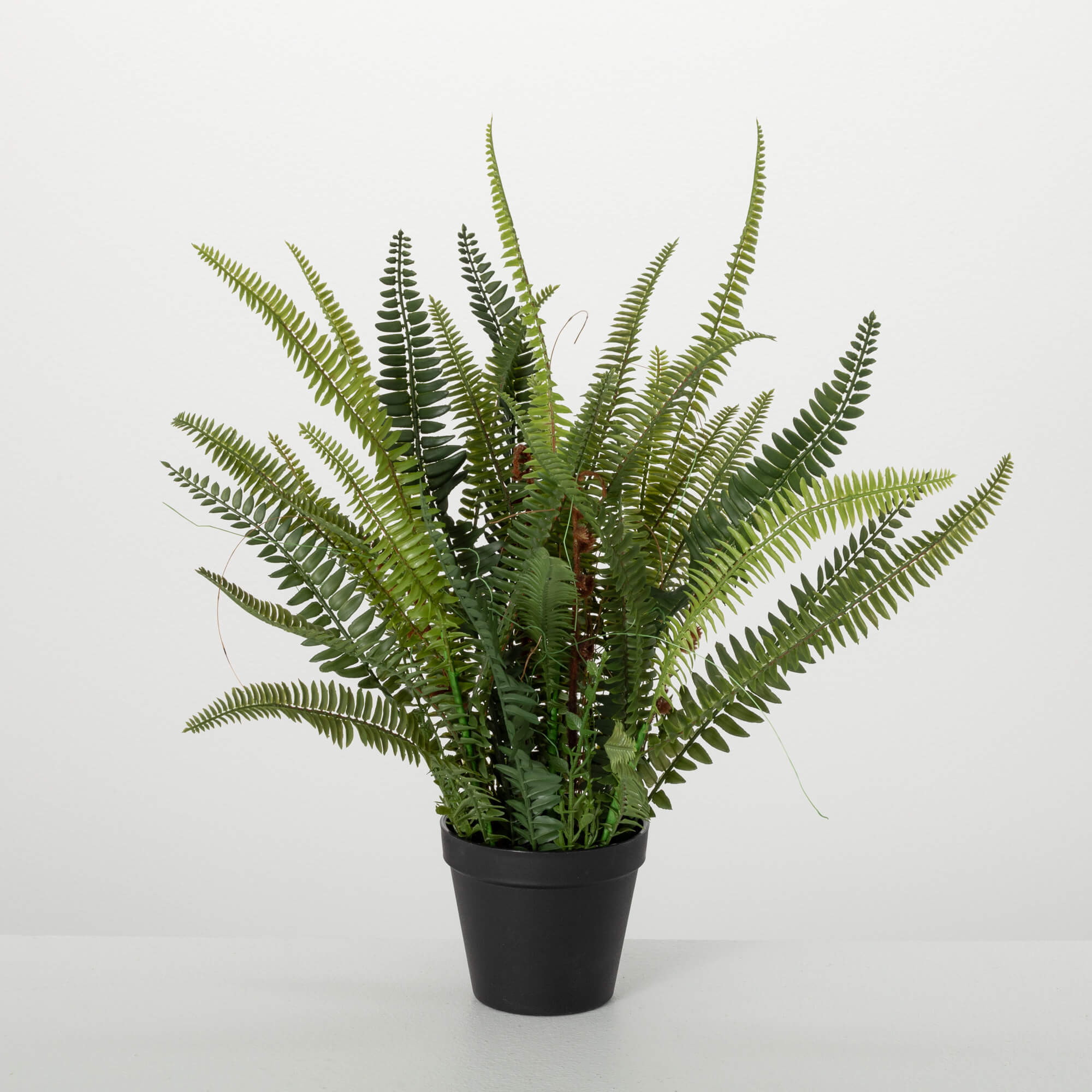 POTTED FERN