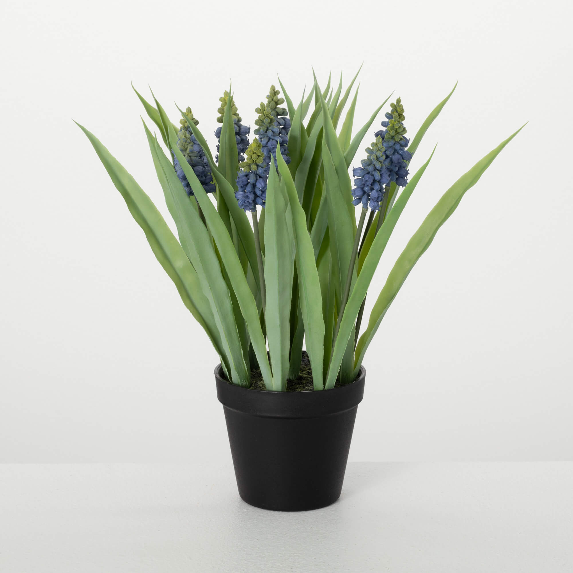 POTTED GRAPE HYACINTH