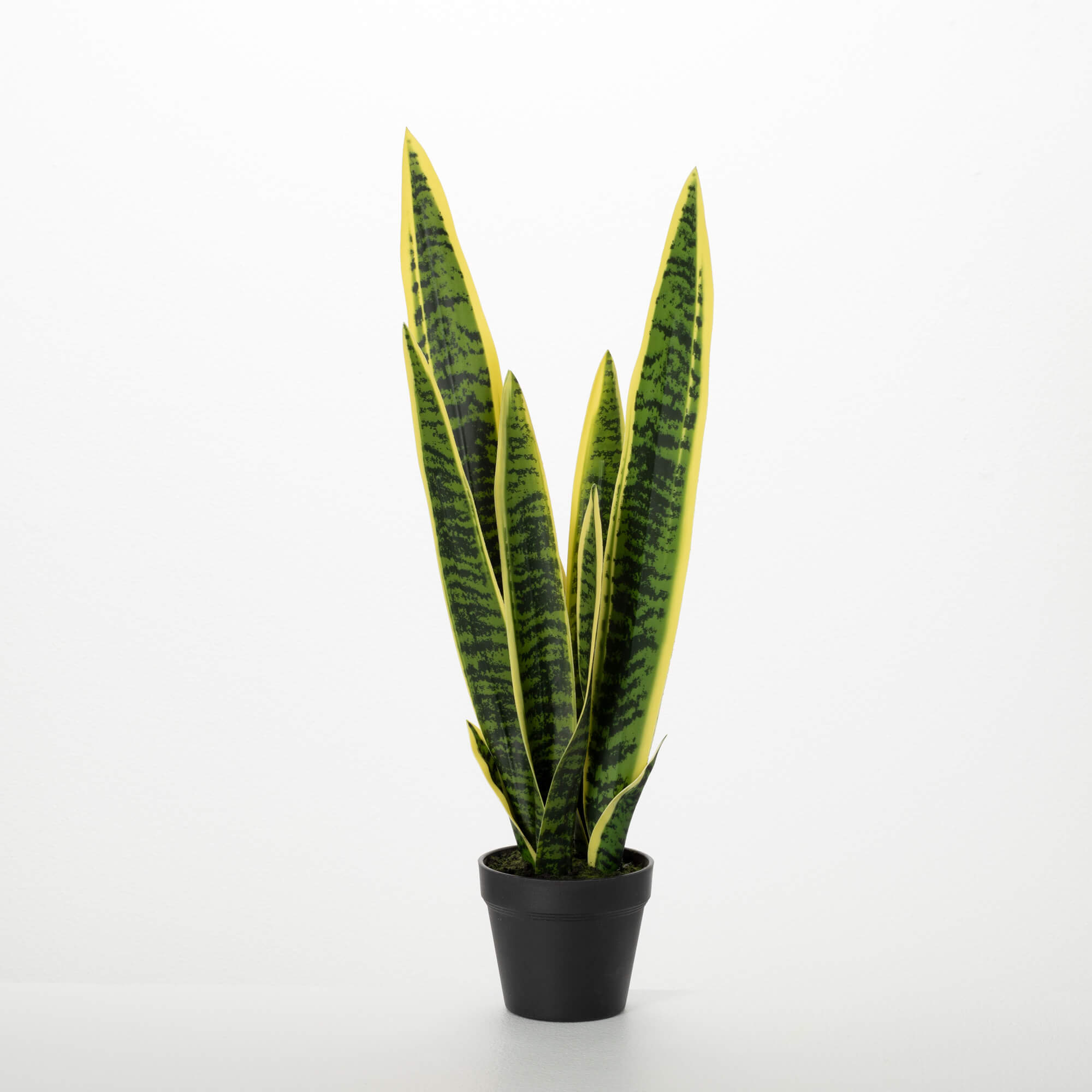 2' POTTED SANSEVIERIA PLANT