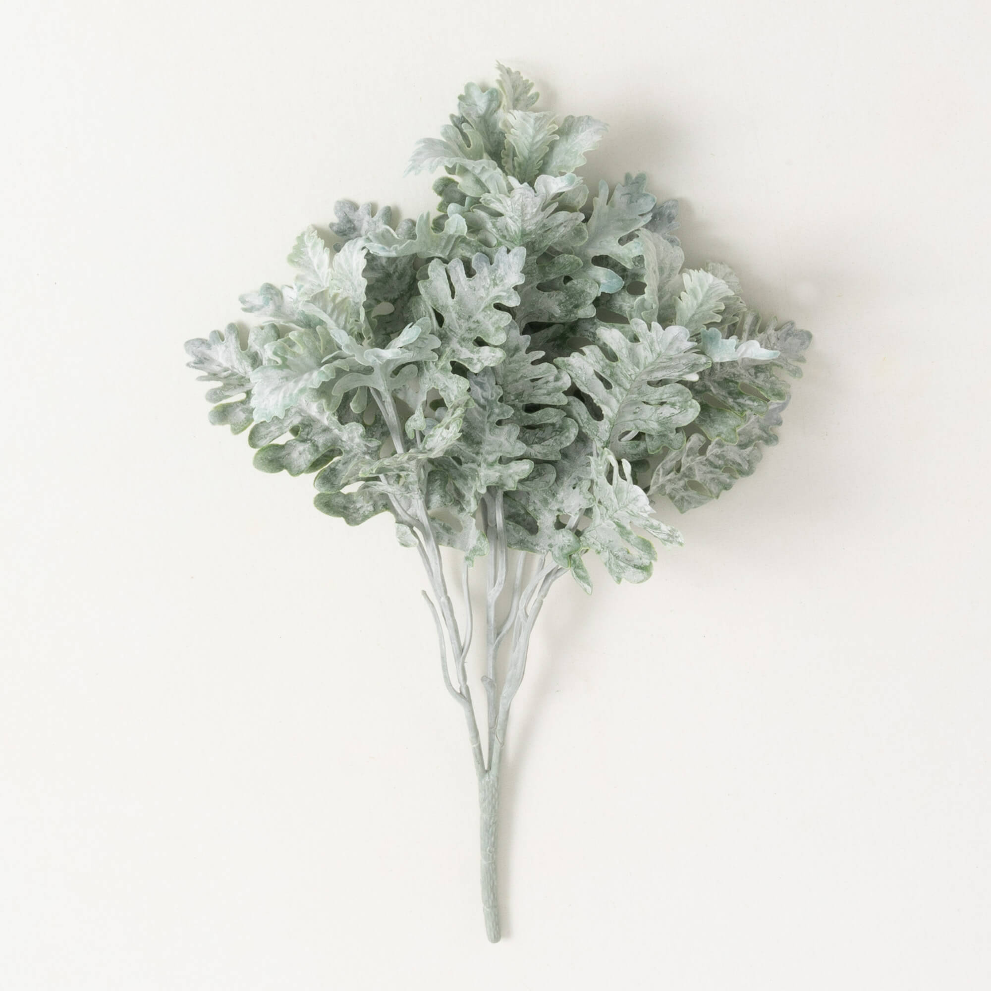 DUSTY MILLER BUSH