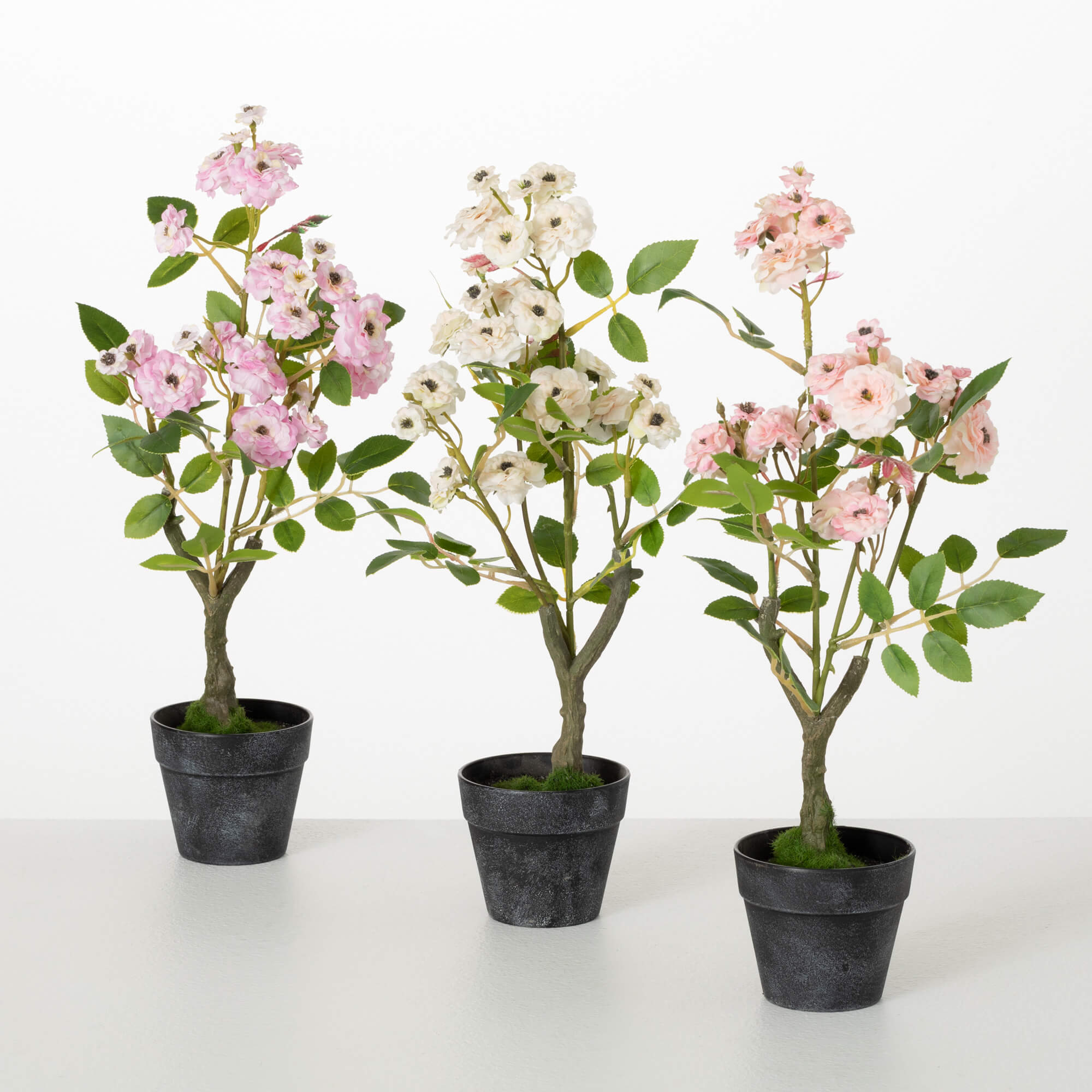 POTTED MINI ROSE BUSH Set 3