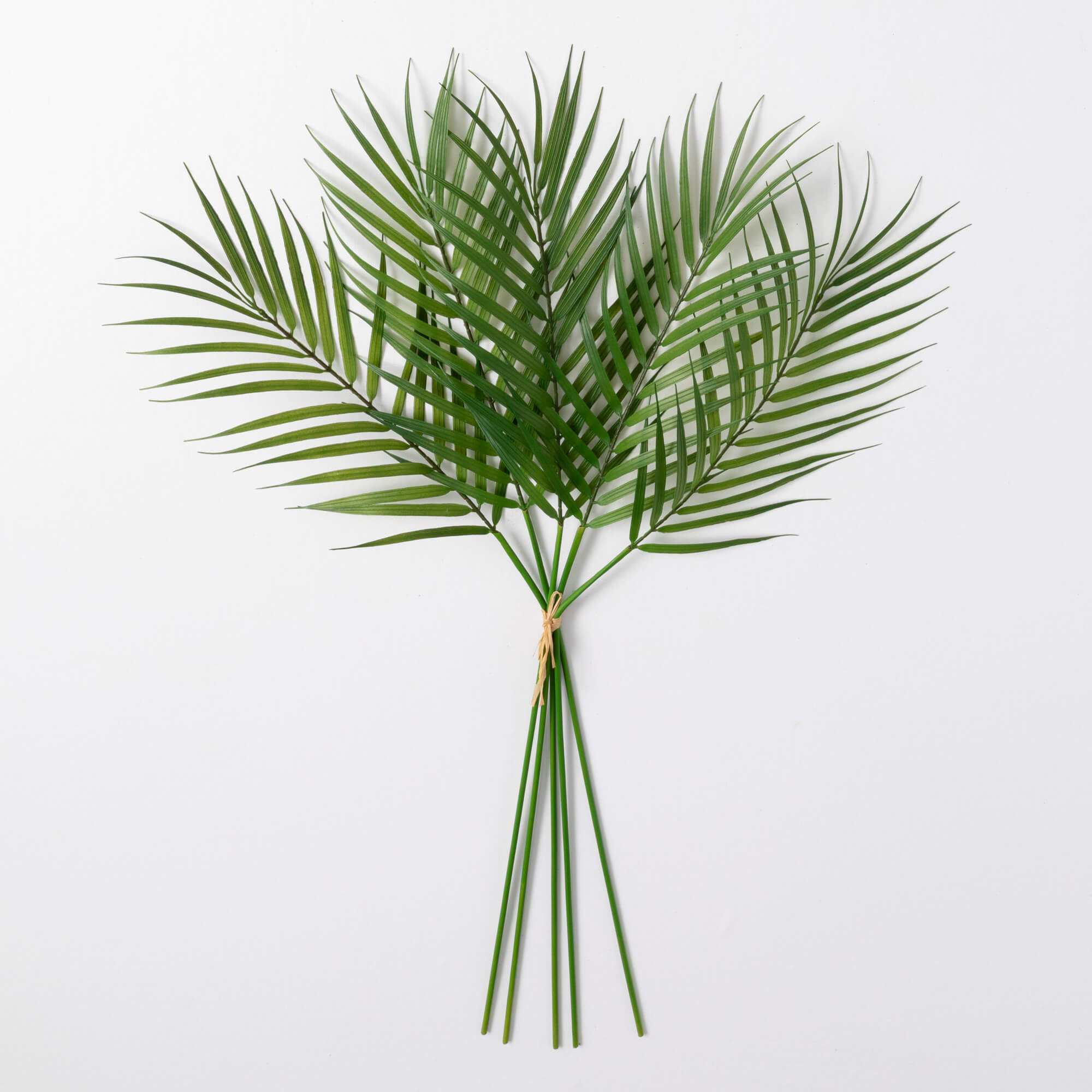 PALM LEAF BUSH
