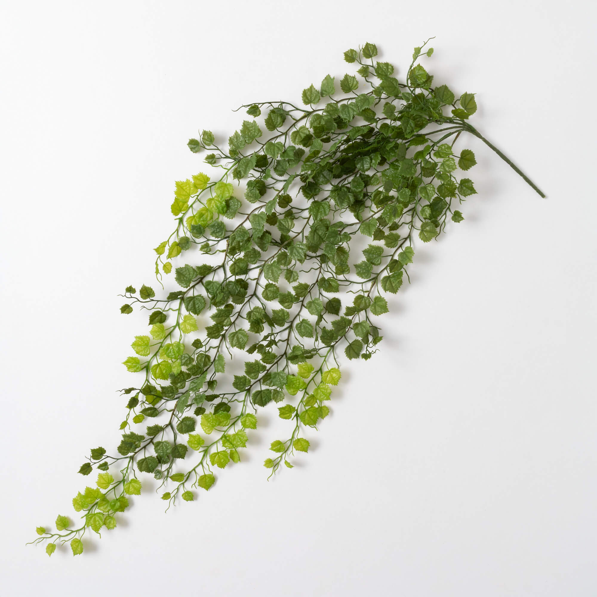 GRAPEVINE BUSH