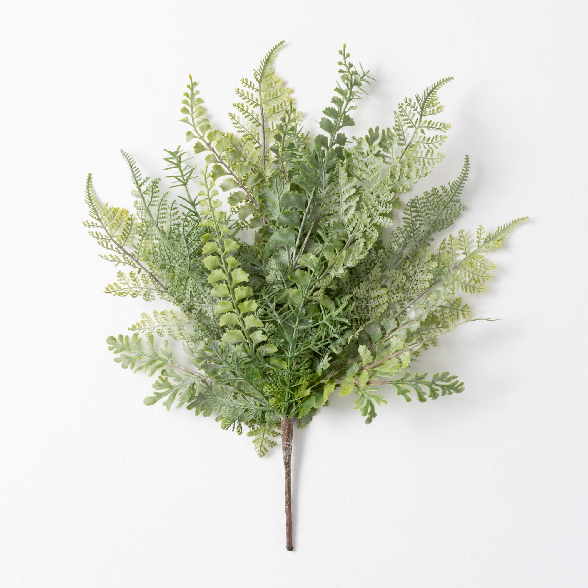 FERN BUSH