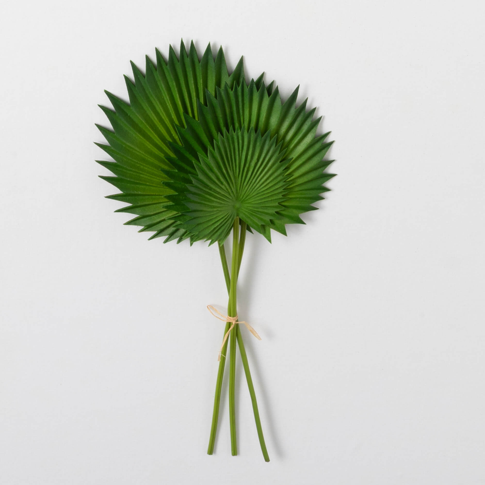 PALM LEAF BUSH