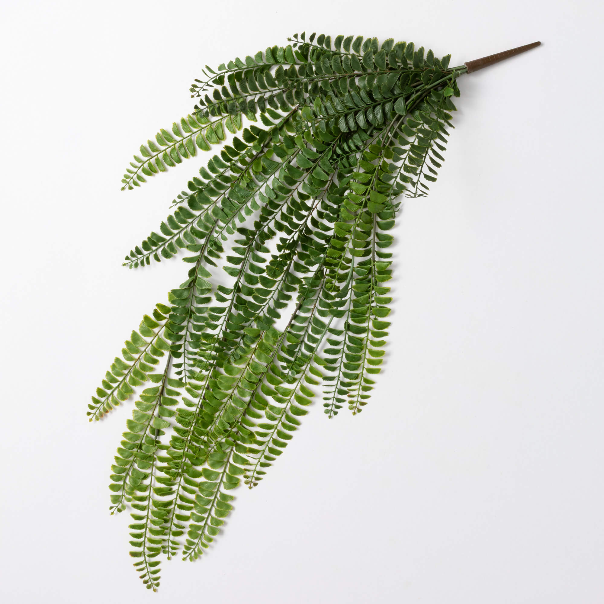 JUMBO FERN BUSH