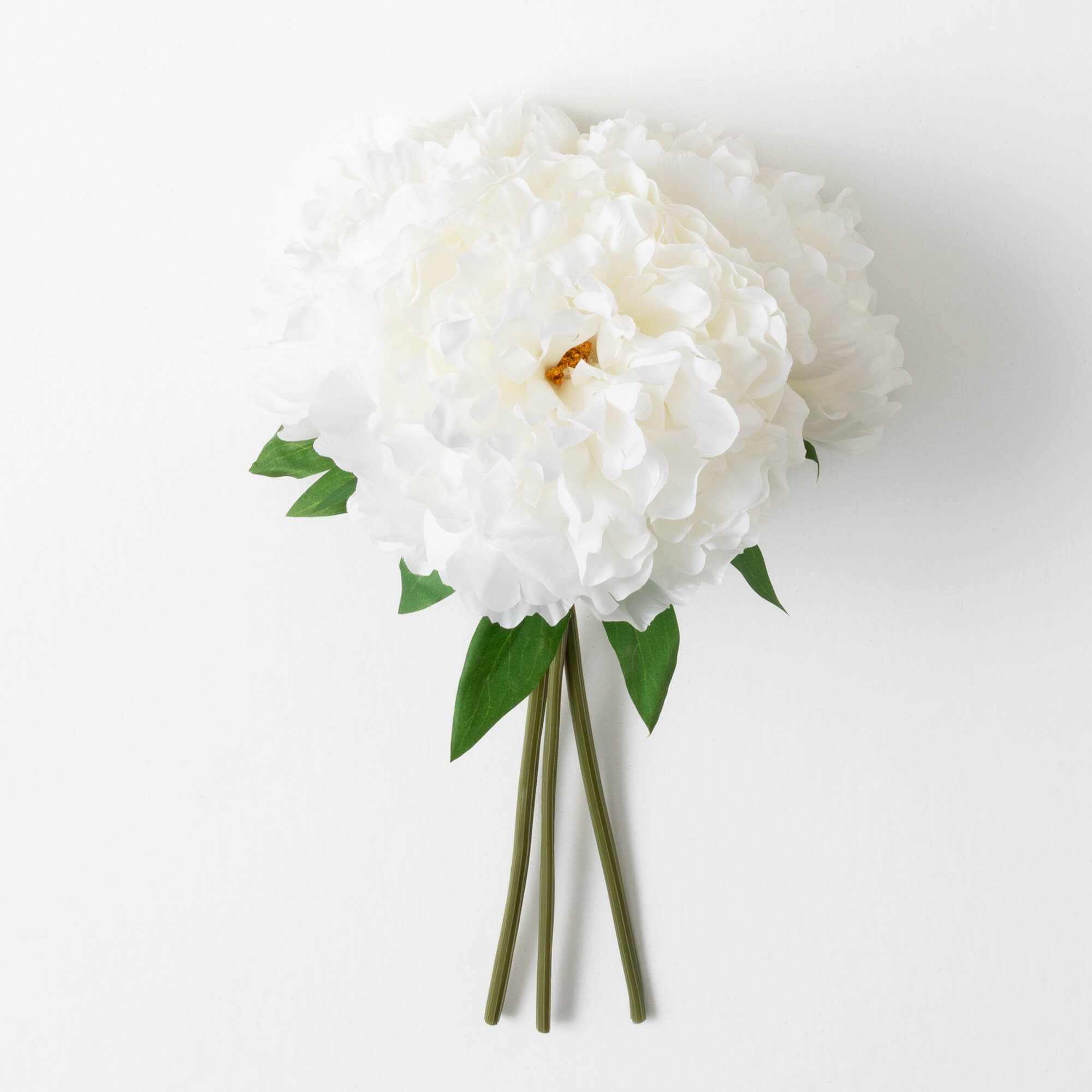 PEONY BUSH