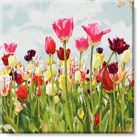 TULIP FIELD LANDSCAPE