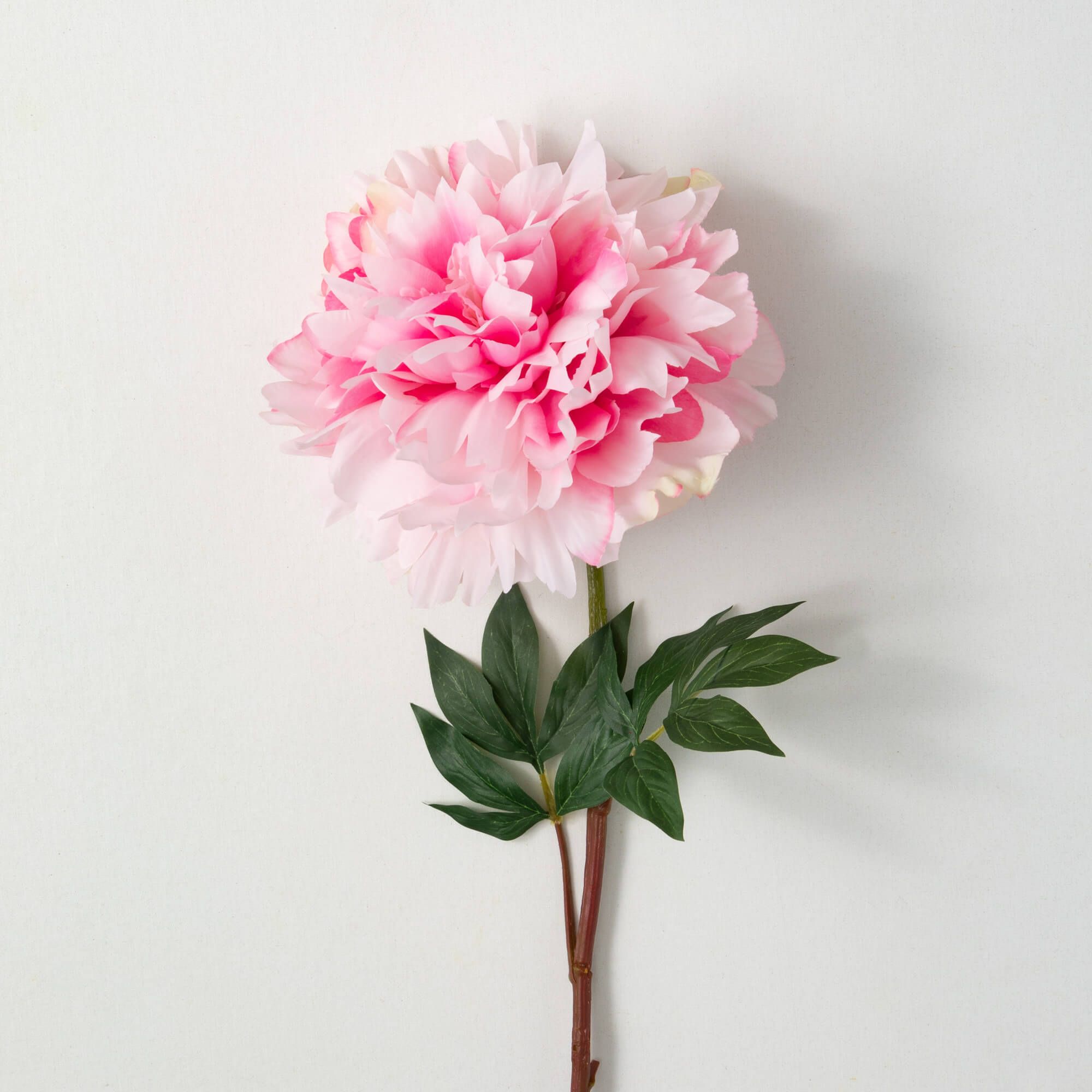 LIGHT BLUSHING PINK PEONY