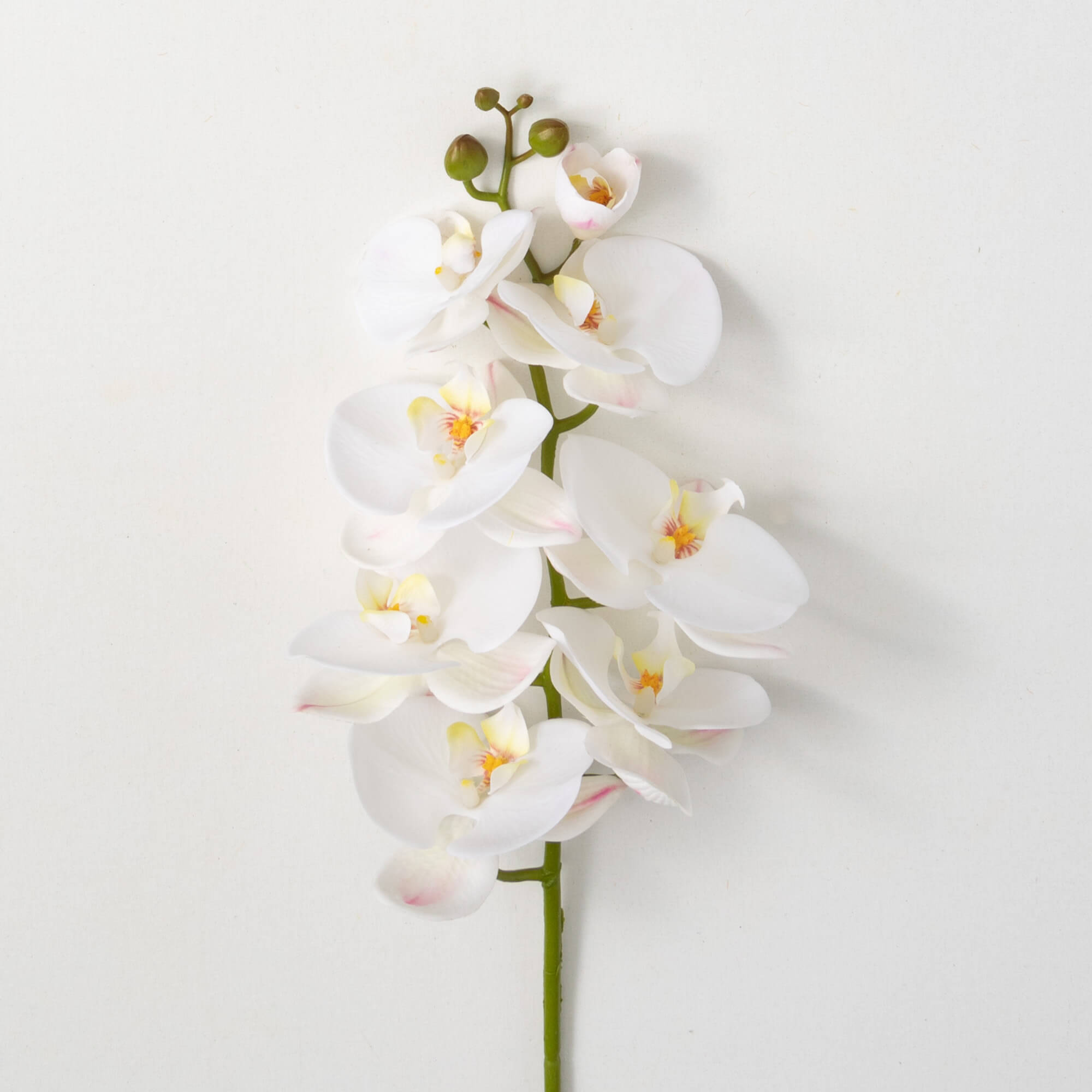 CRISP WHITE PHALAENOPSIS STEM