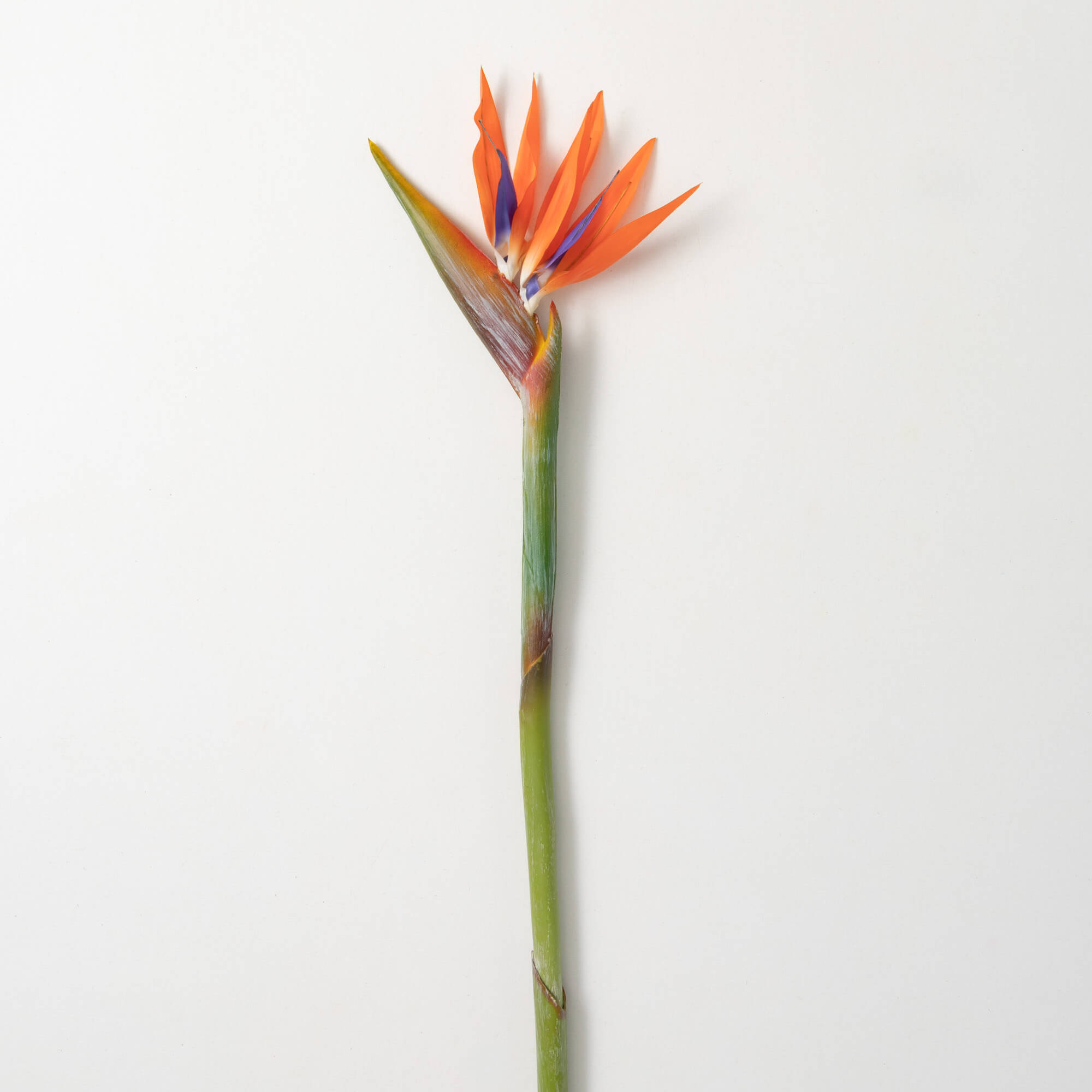 TROPICAL BIRD OF PARADISE STEM