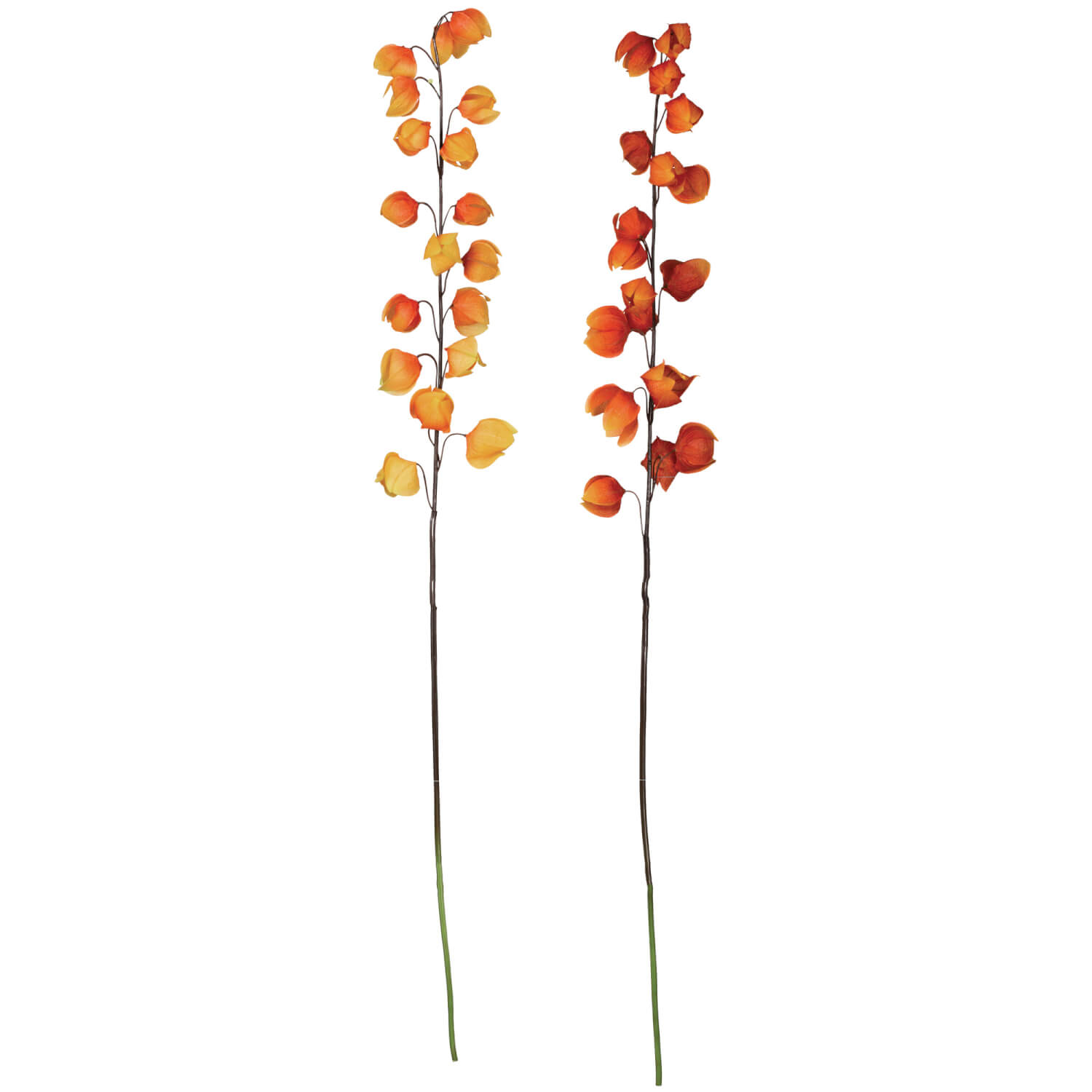 CHINESE LANTERN STEM 2 ASST