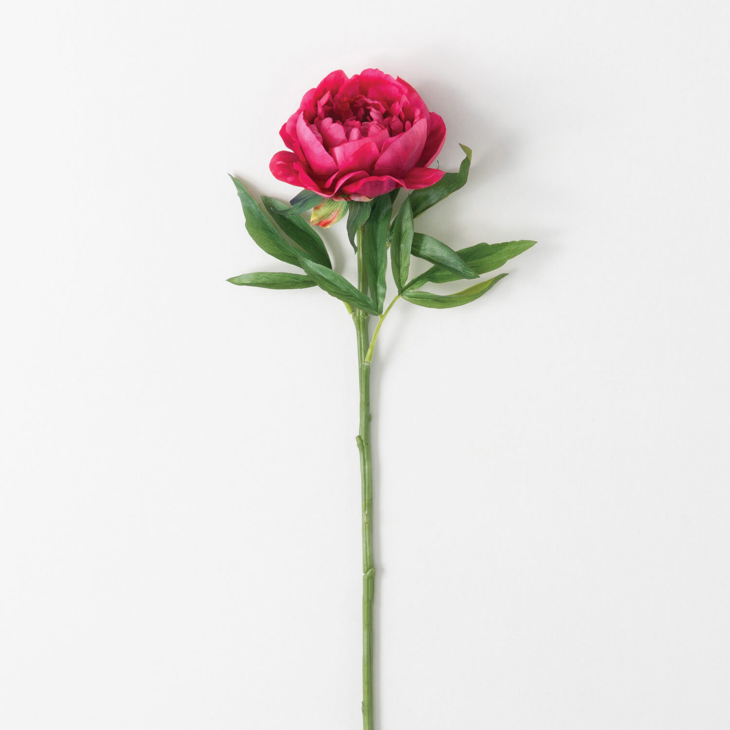 REAL GARDEN PEONY STEM