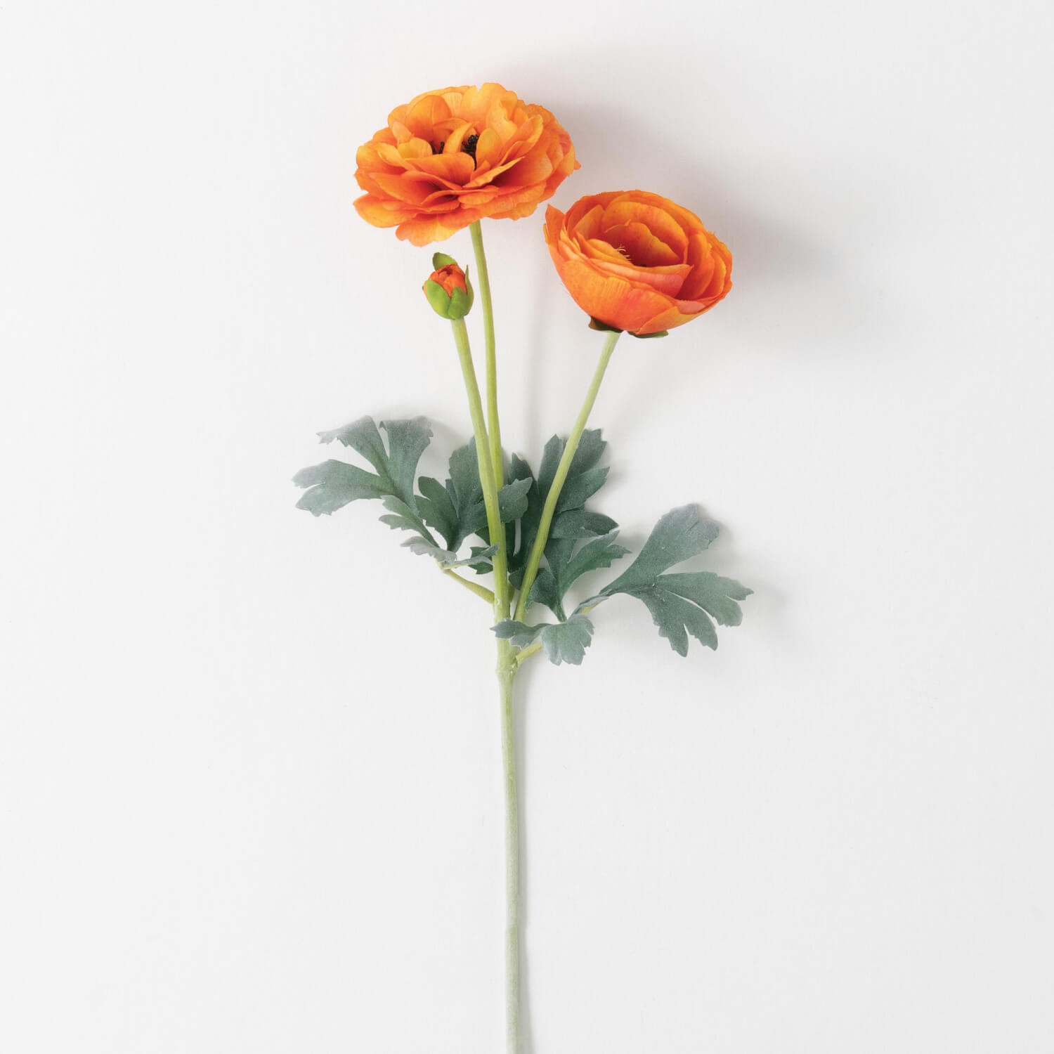 REAL GARDEN RANUNCULUS STEM