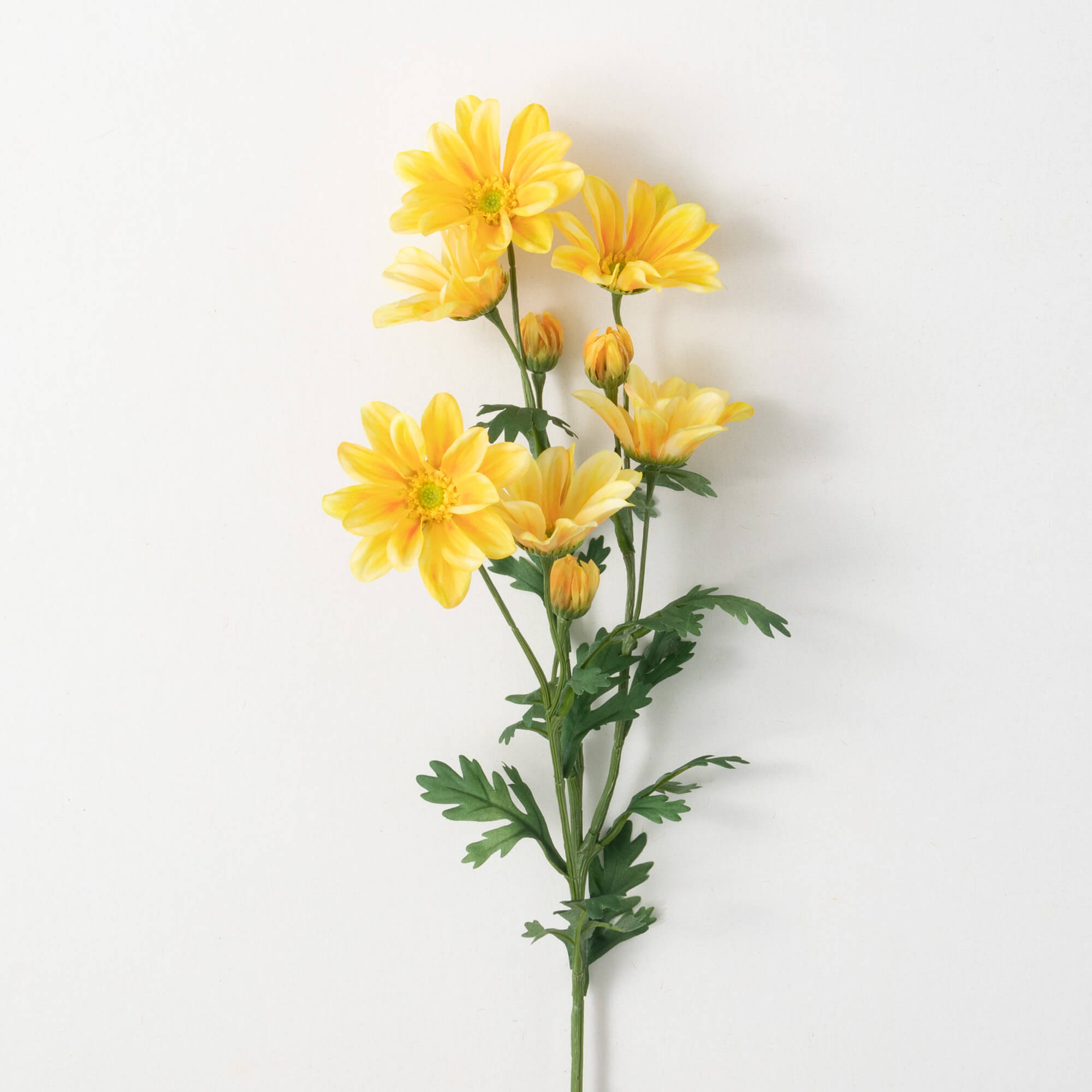 BRIGHT YELLOW GAZANIA STEM