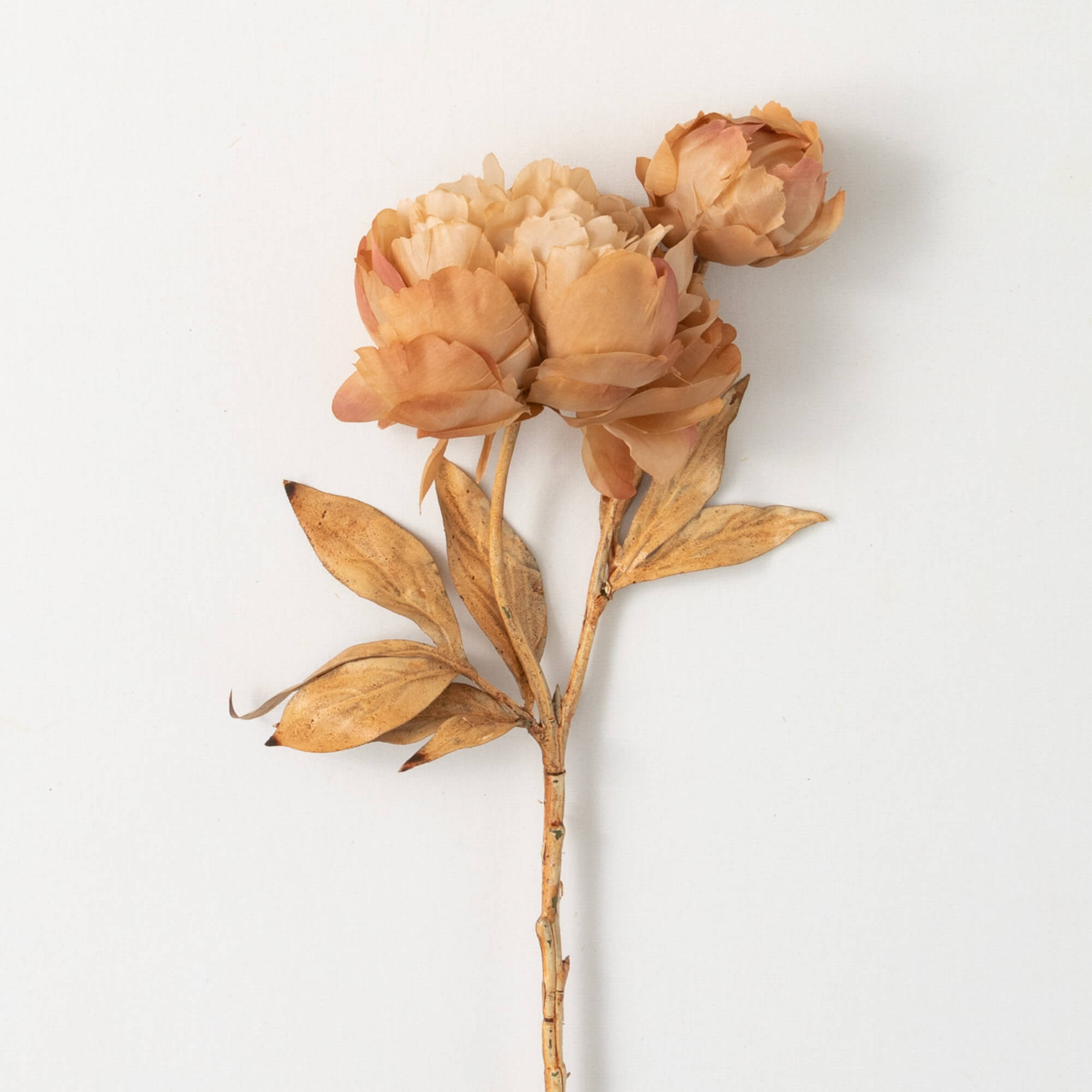 BROWN SUGAR BLOOMING PEONIES