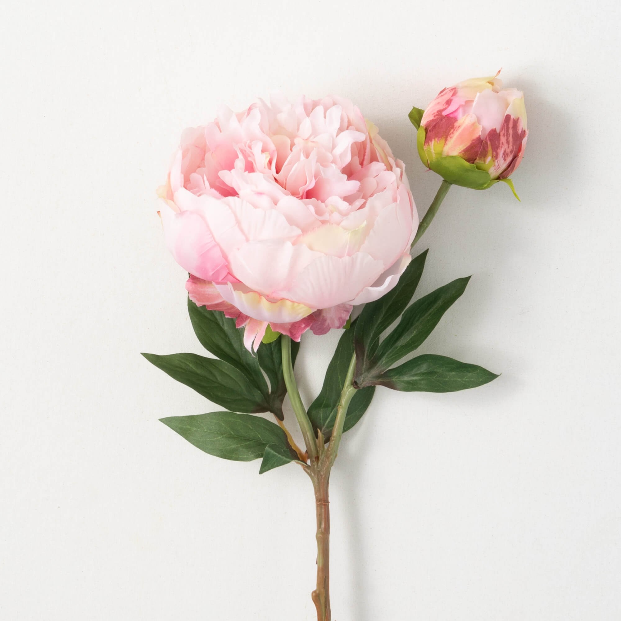 PALE PINK PEONY WITH BUD