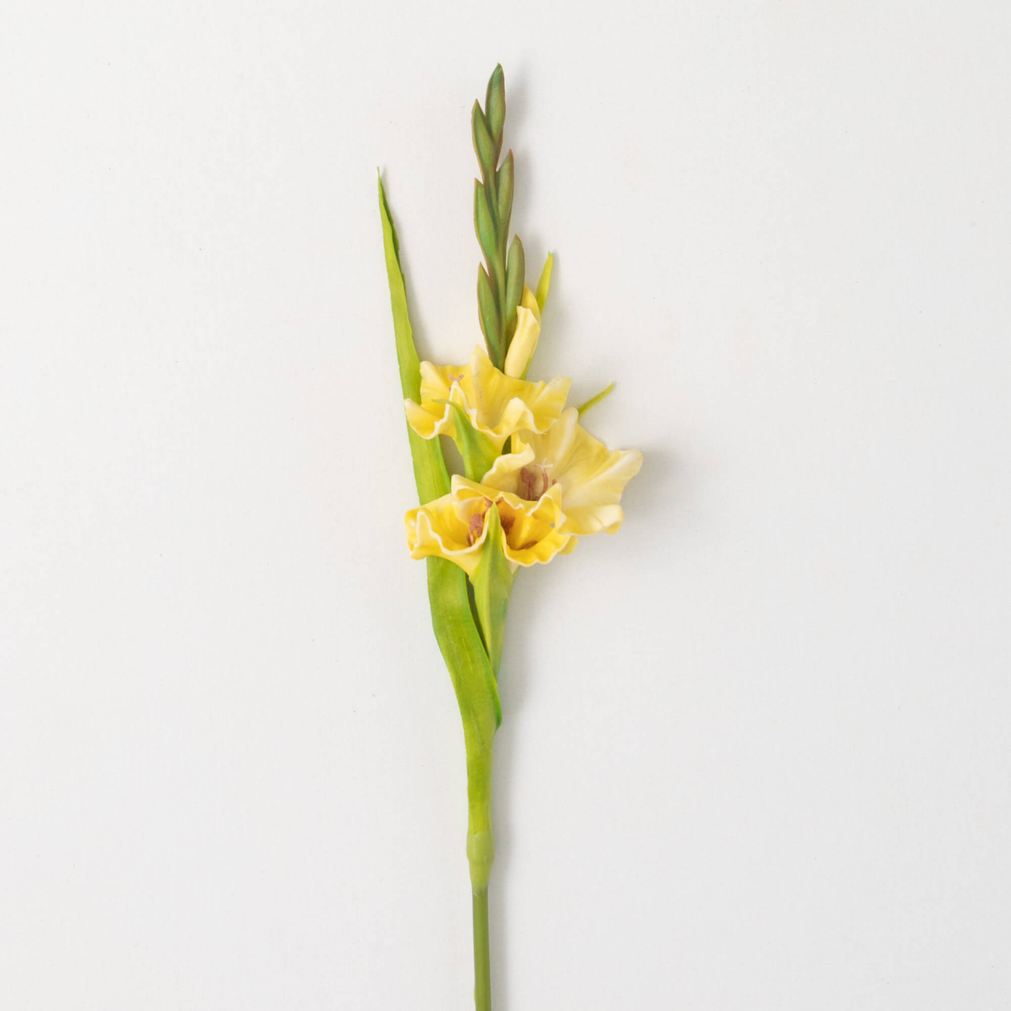 CHEERY BRIGHT YELLOW GLADIOLA