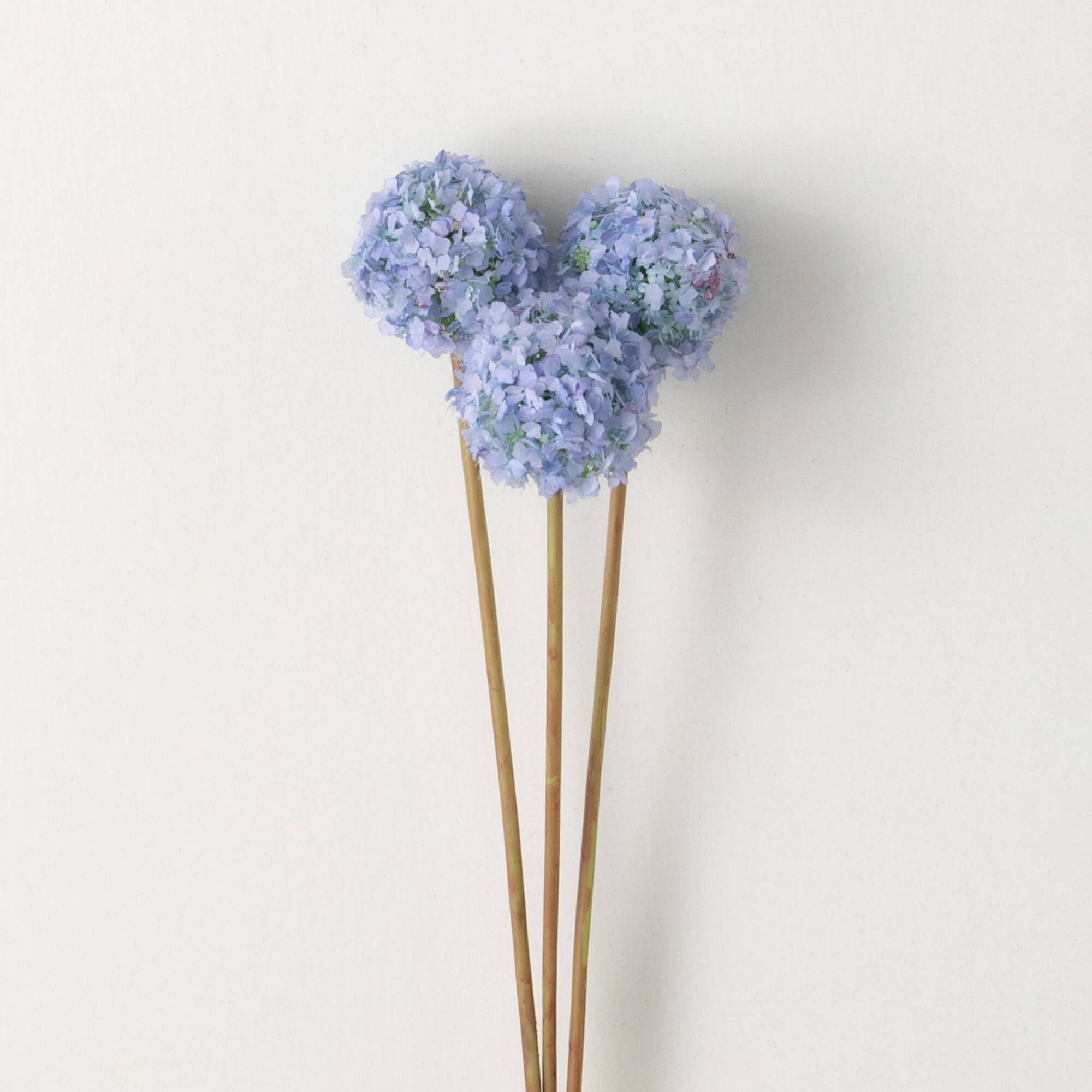 BLUE SPRING ALLIUM BUNCH