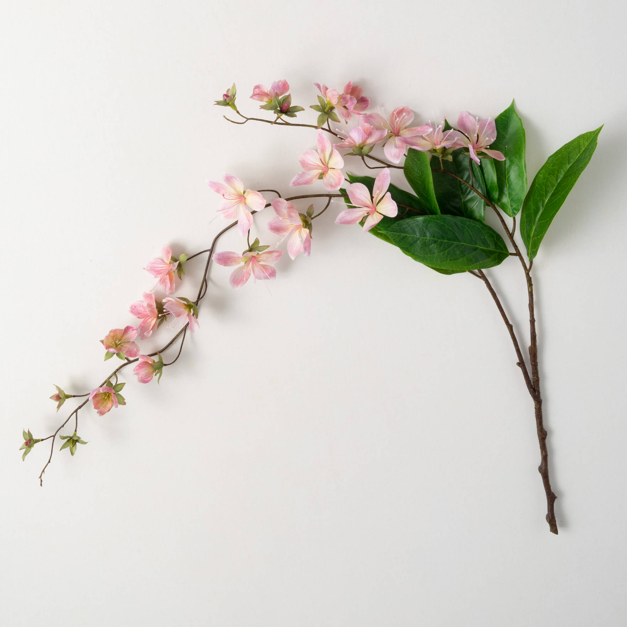 FRESHCUT® PINK PEACH BLOSSOM