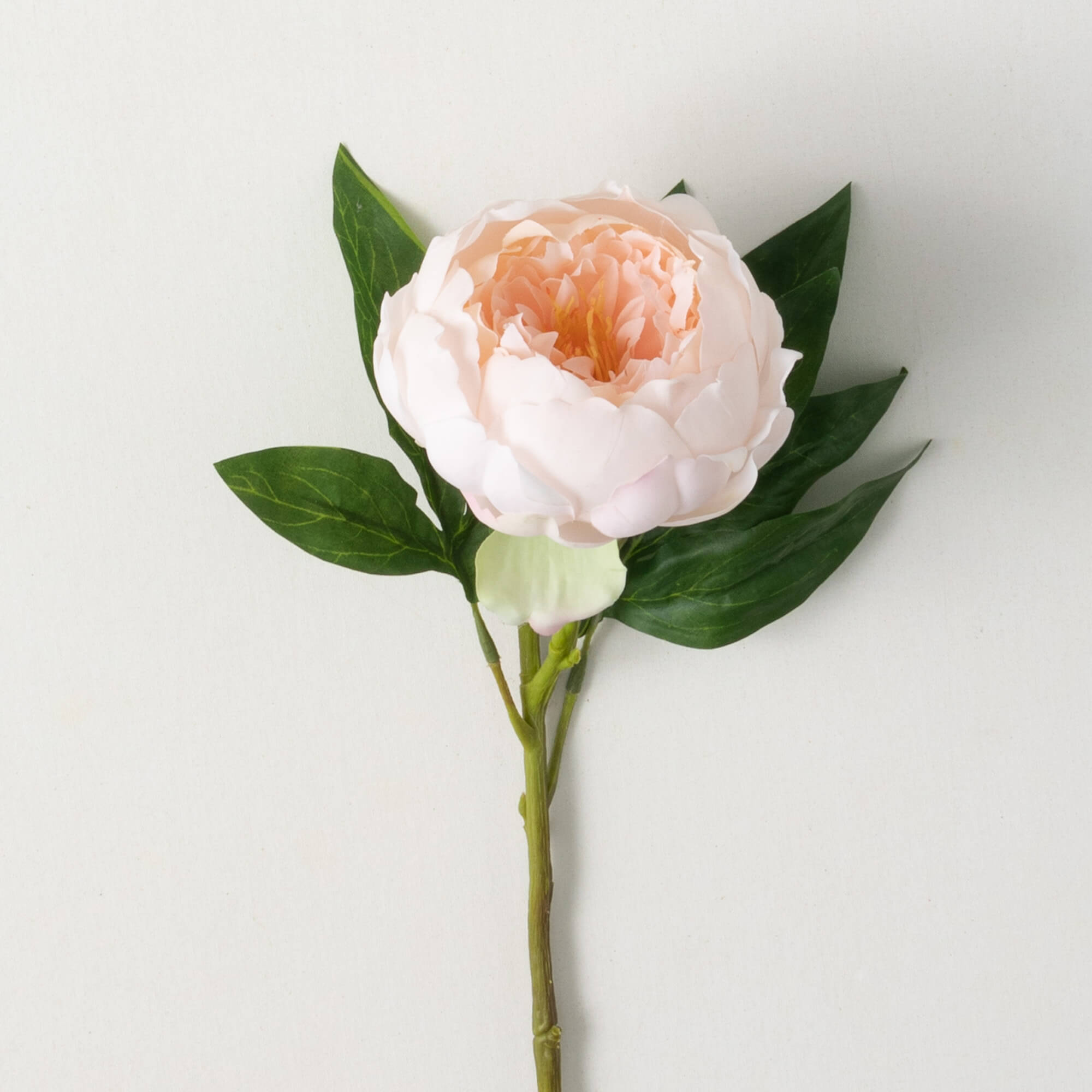 FRESHCUT® BLUSH PINK PEONY SPR