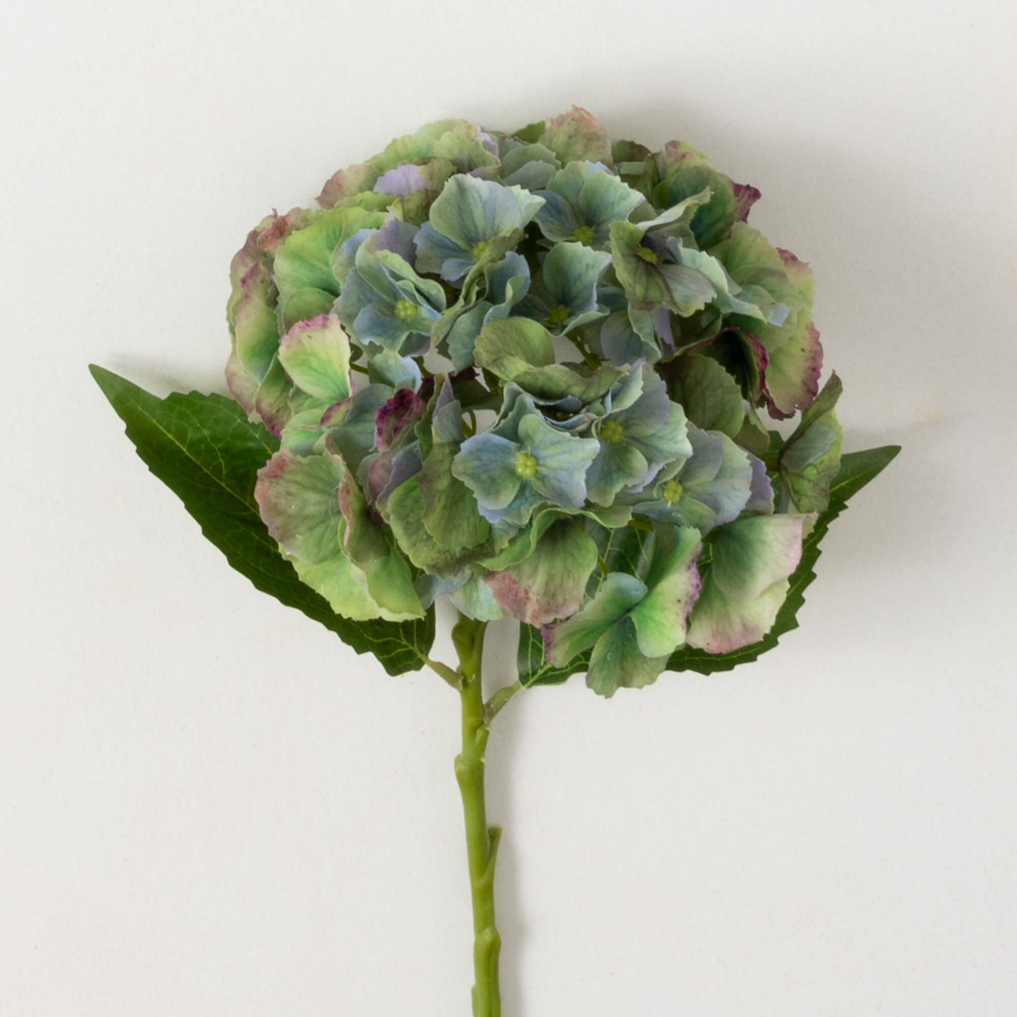 HYDRANGEA STEM