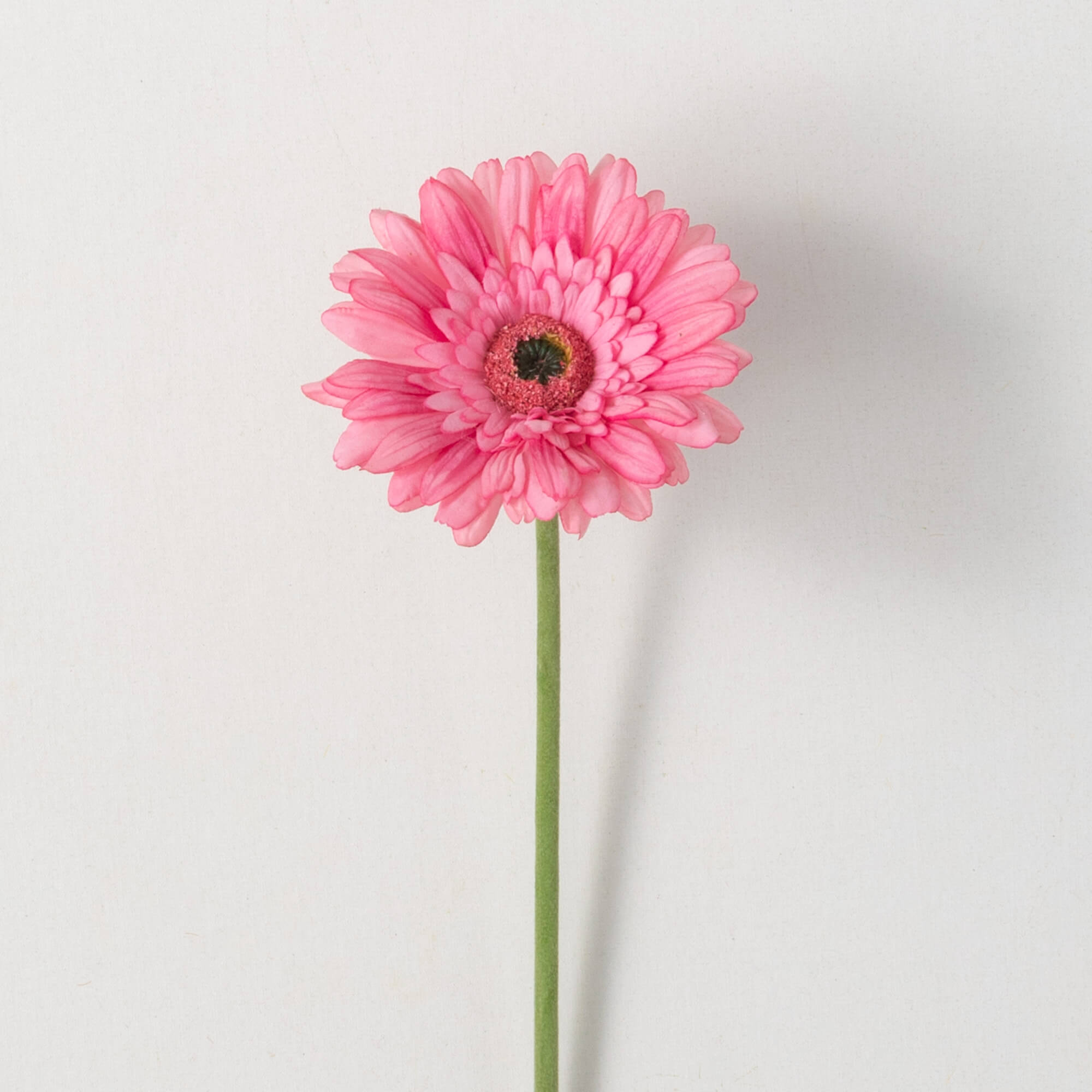 BEAUTIFUL PINK GERBERA DAISY