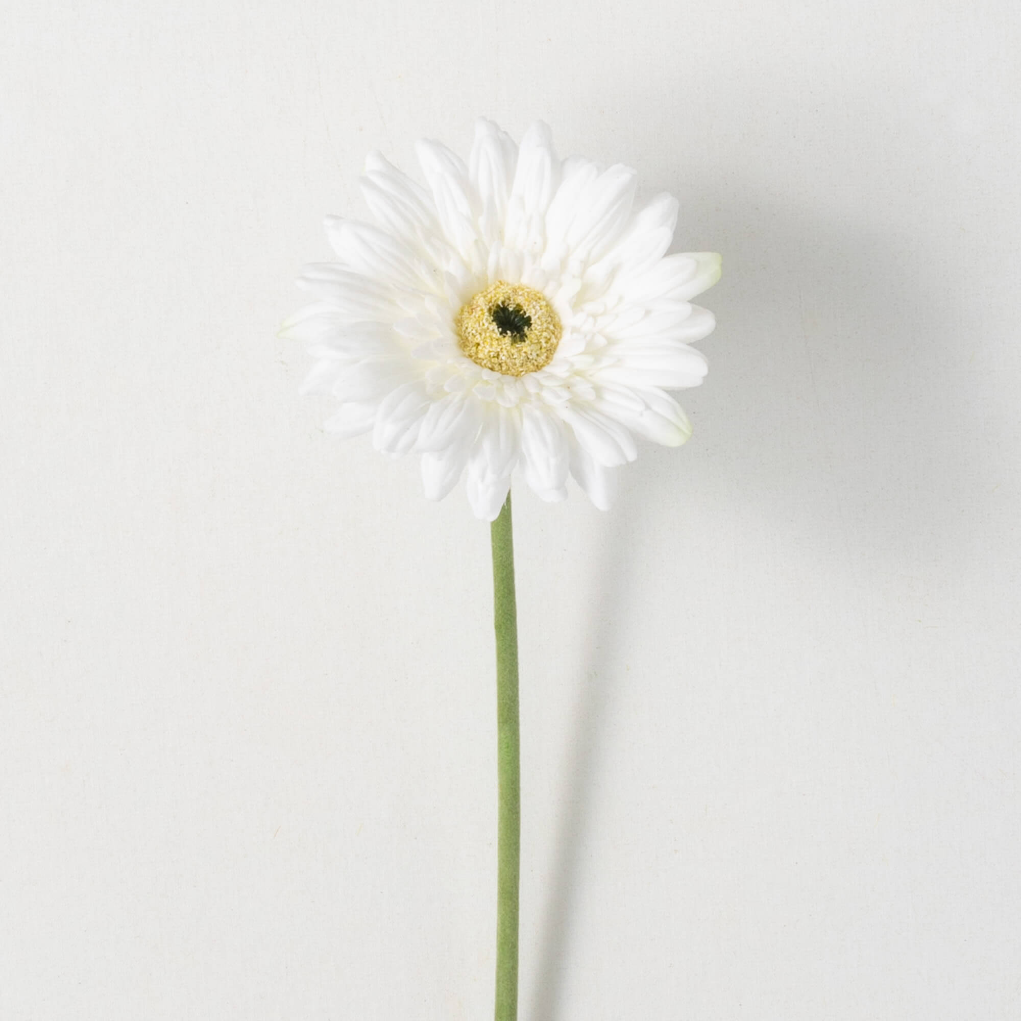 REFRESHING CREAM GERBERA DAISY