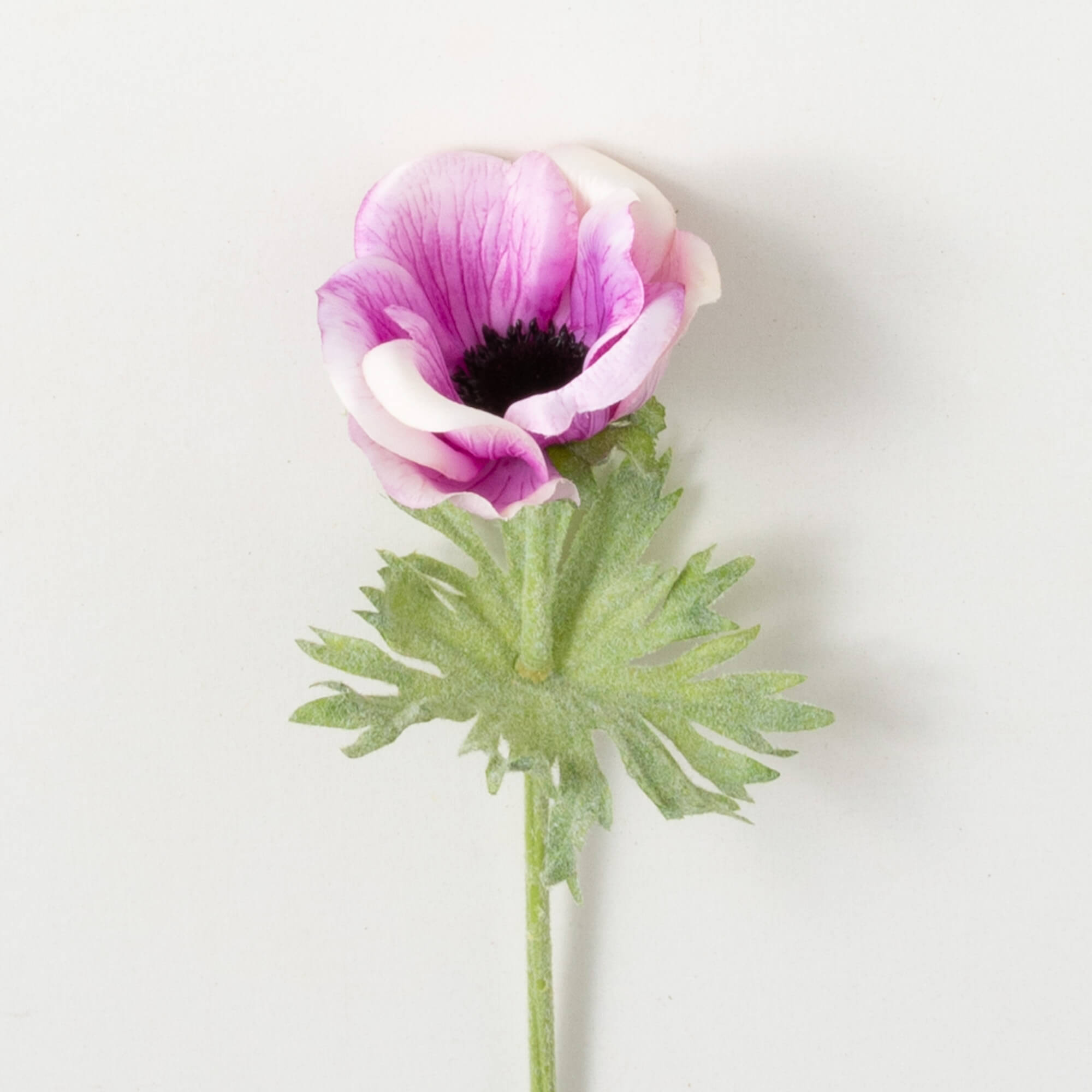 ANEMONE SPRAY