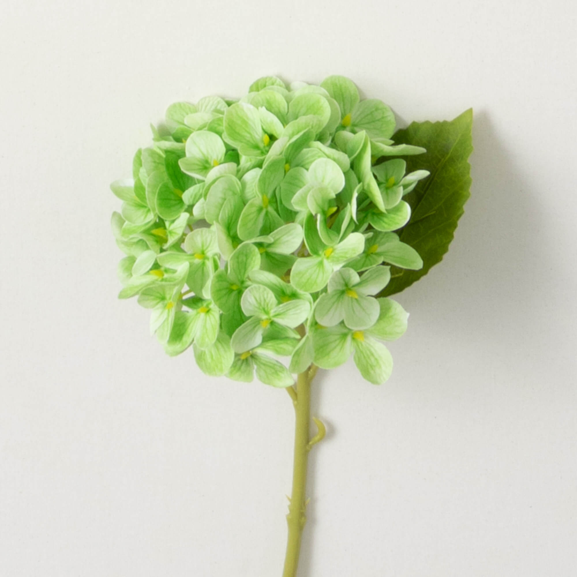 SHORT STEM GREEN HYDRANGEA