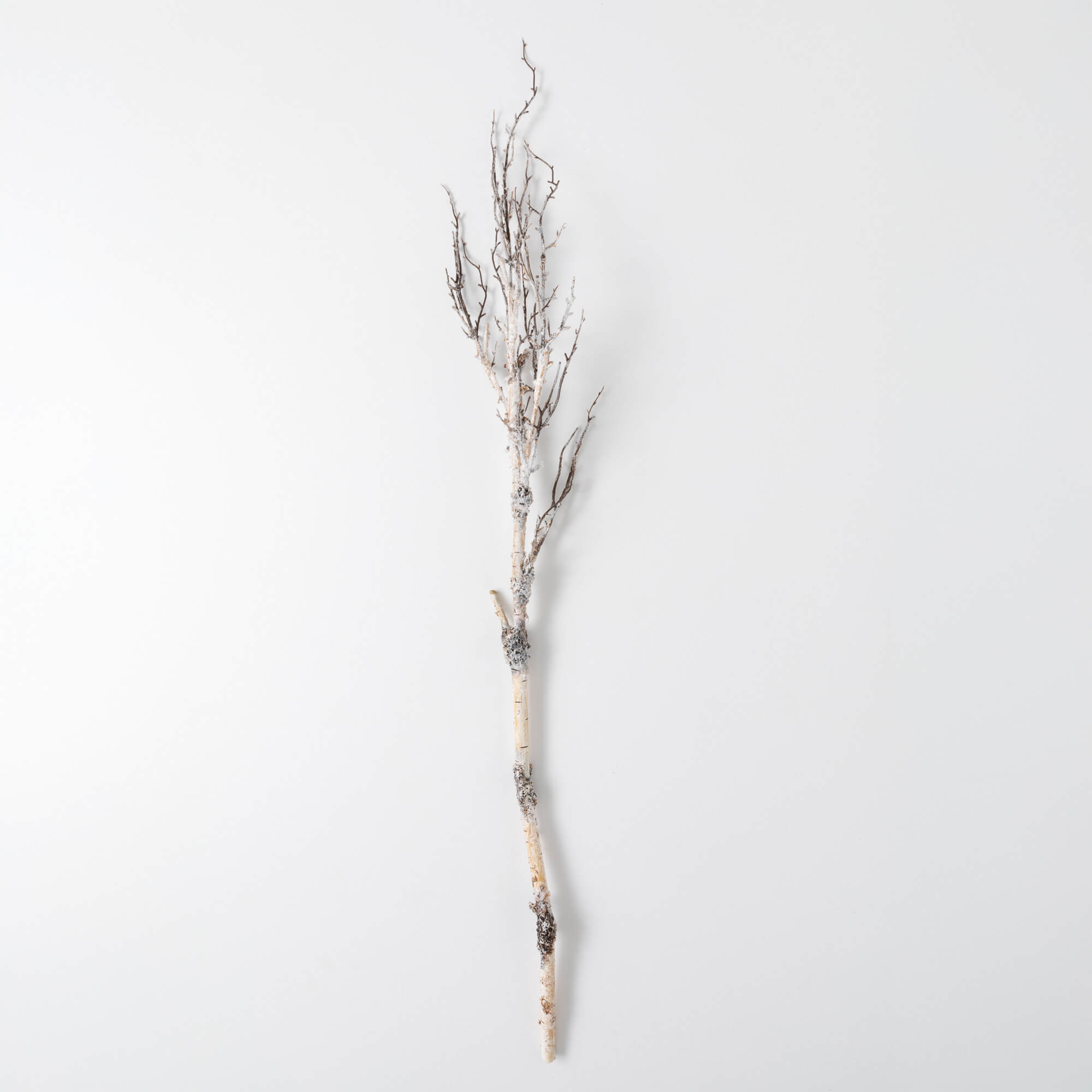 SNOW BIRCH BRANCH